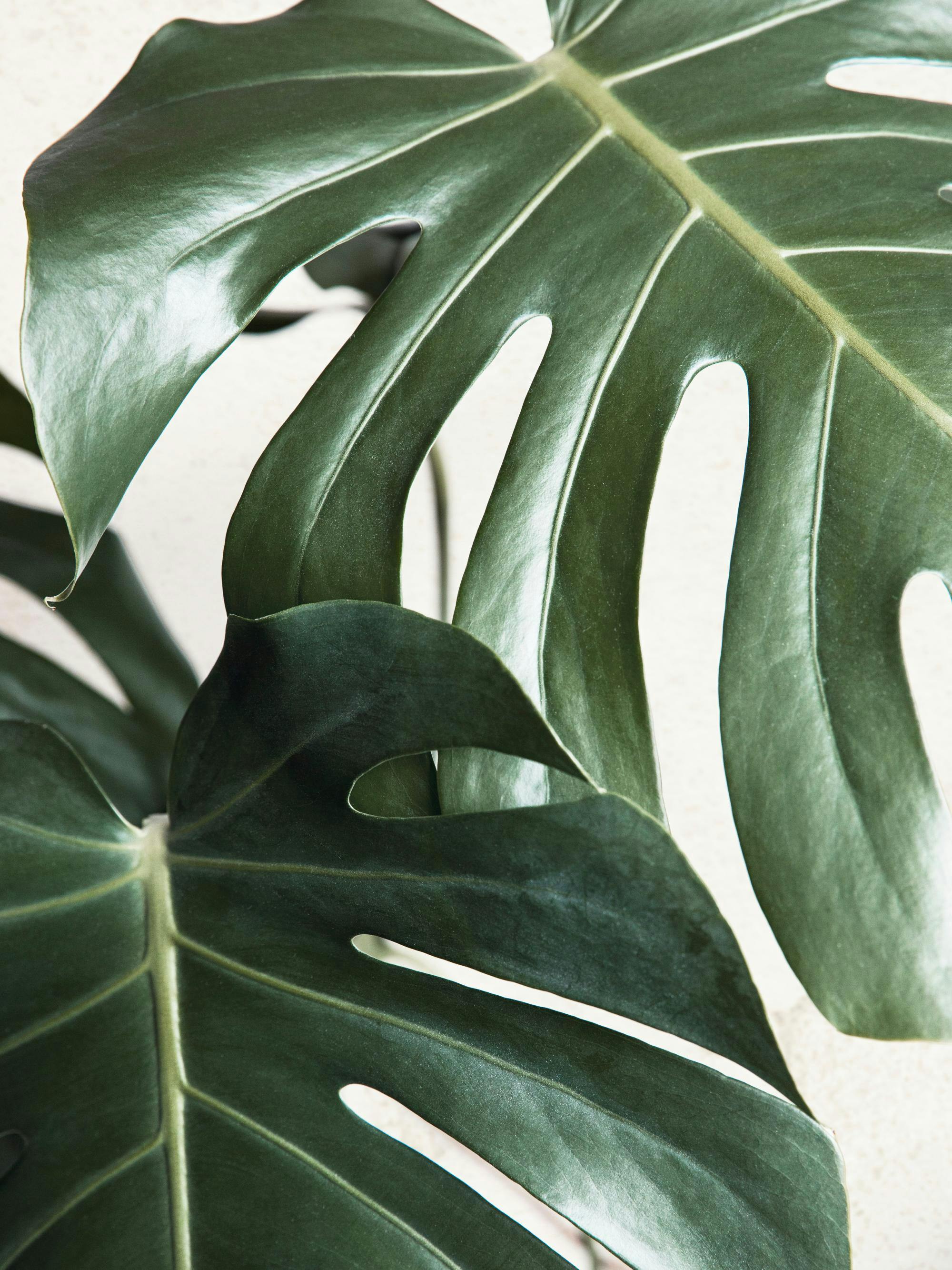 A poster featuring a close-up of dark green monstera deliciosa leaves with natural fenestrations, against a light background.