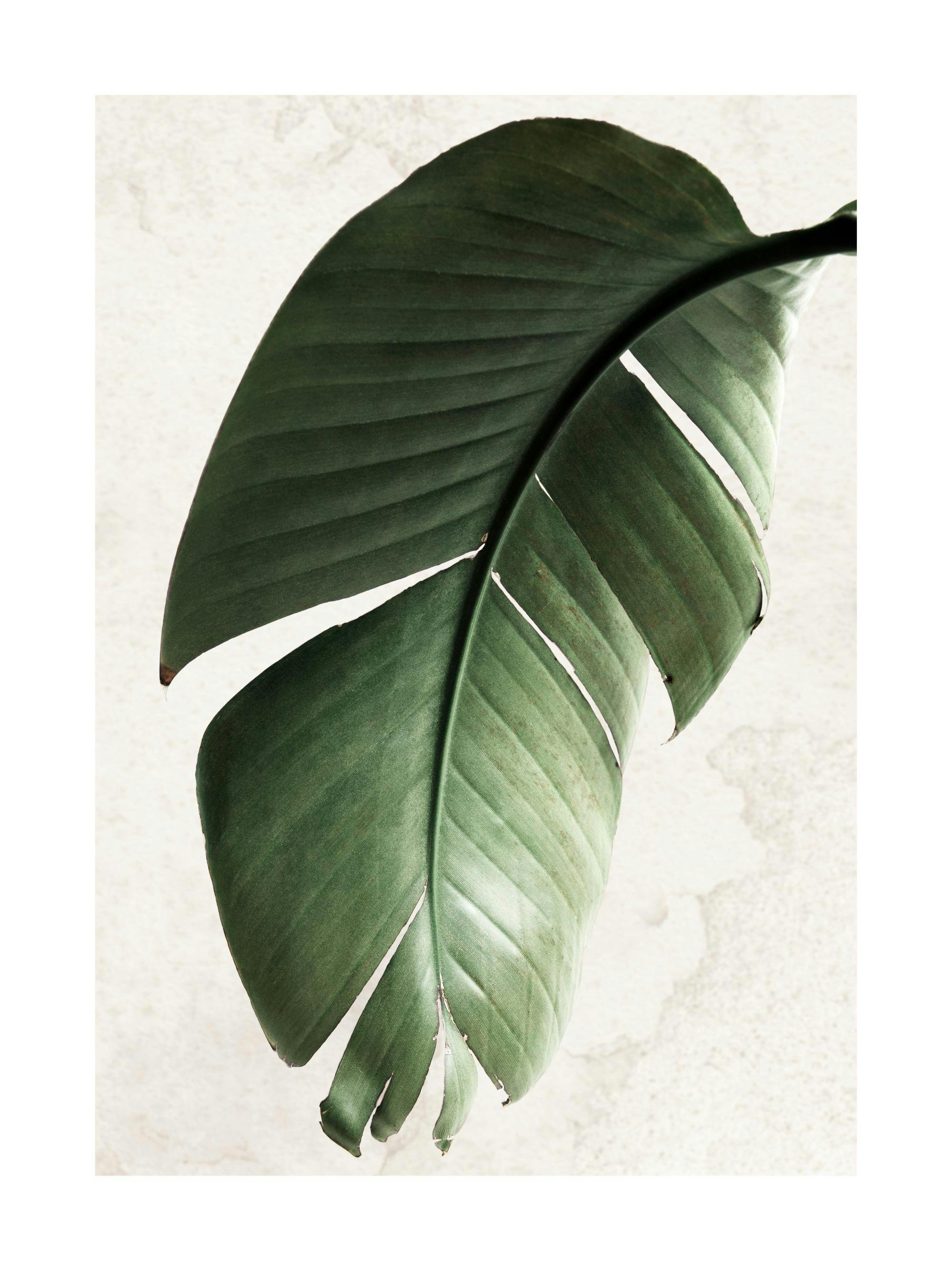 A poster featuring a large, vibrant green tropical leaf with natural tears, set against a light, subtly textured background.