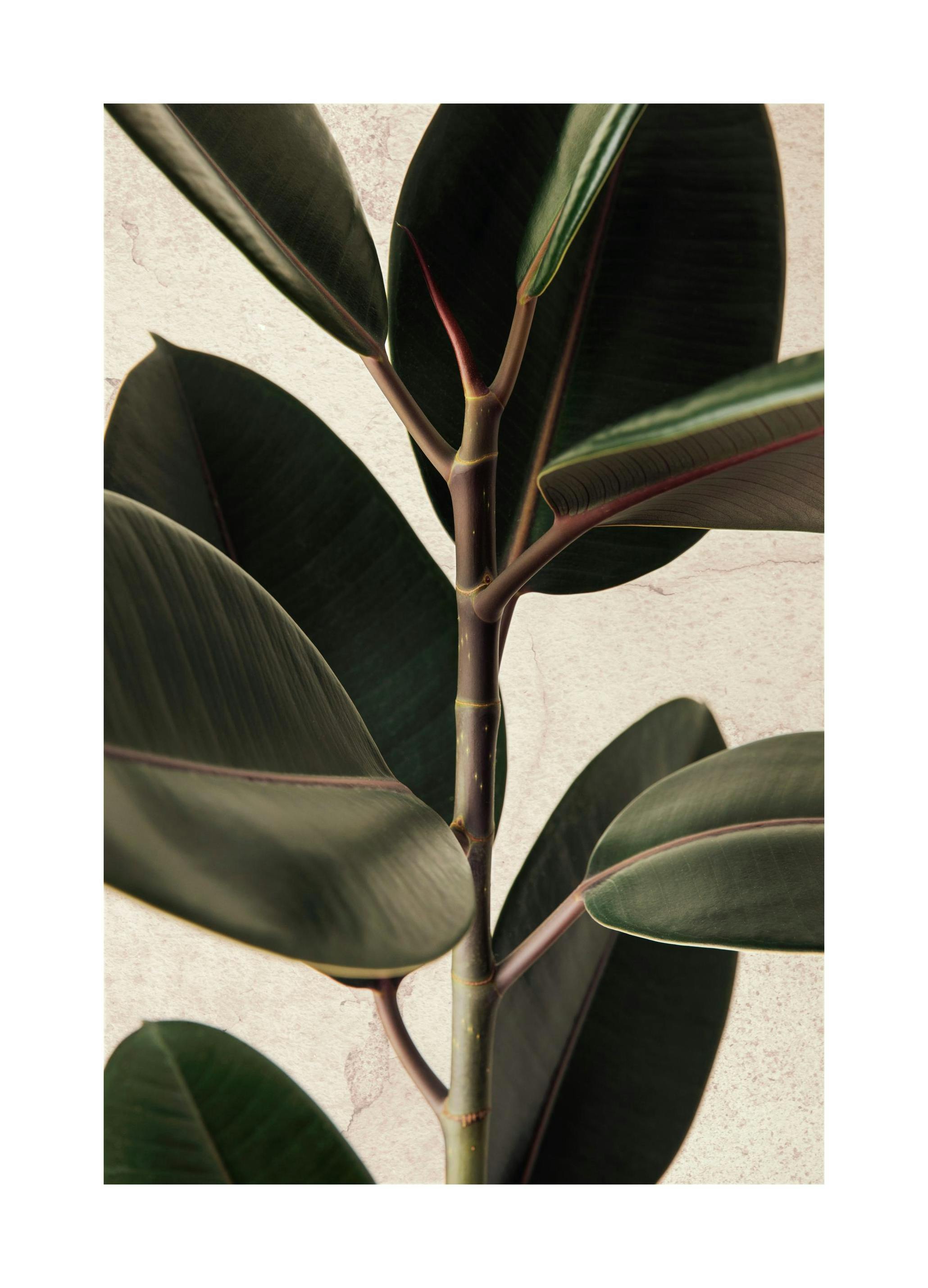 Rubber Plant Poster (50x70 cm) - Poster Store