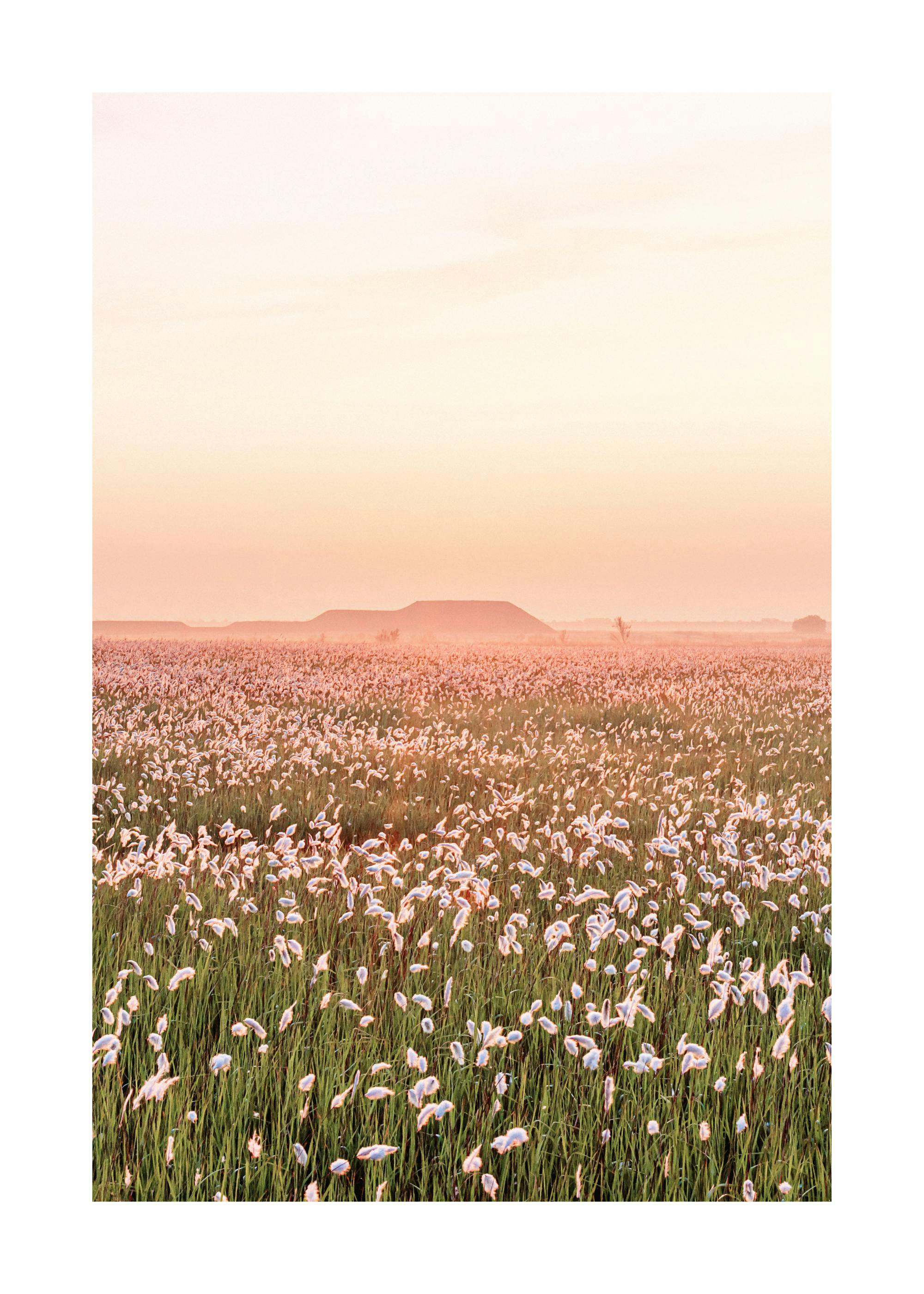 Un poster di un campo fiorito con fiori bianchi in primo piano e un cielo rosato al tramonto.