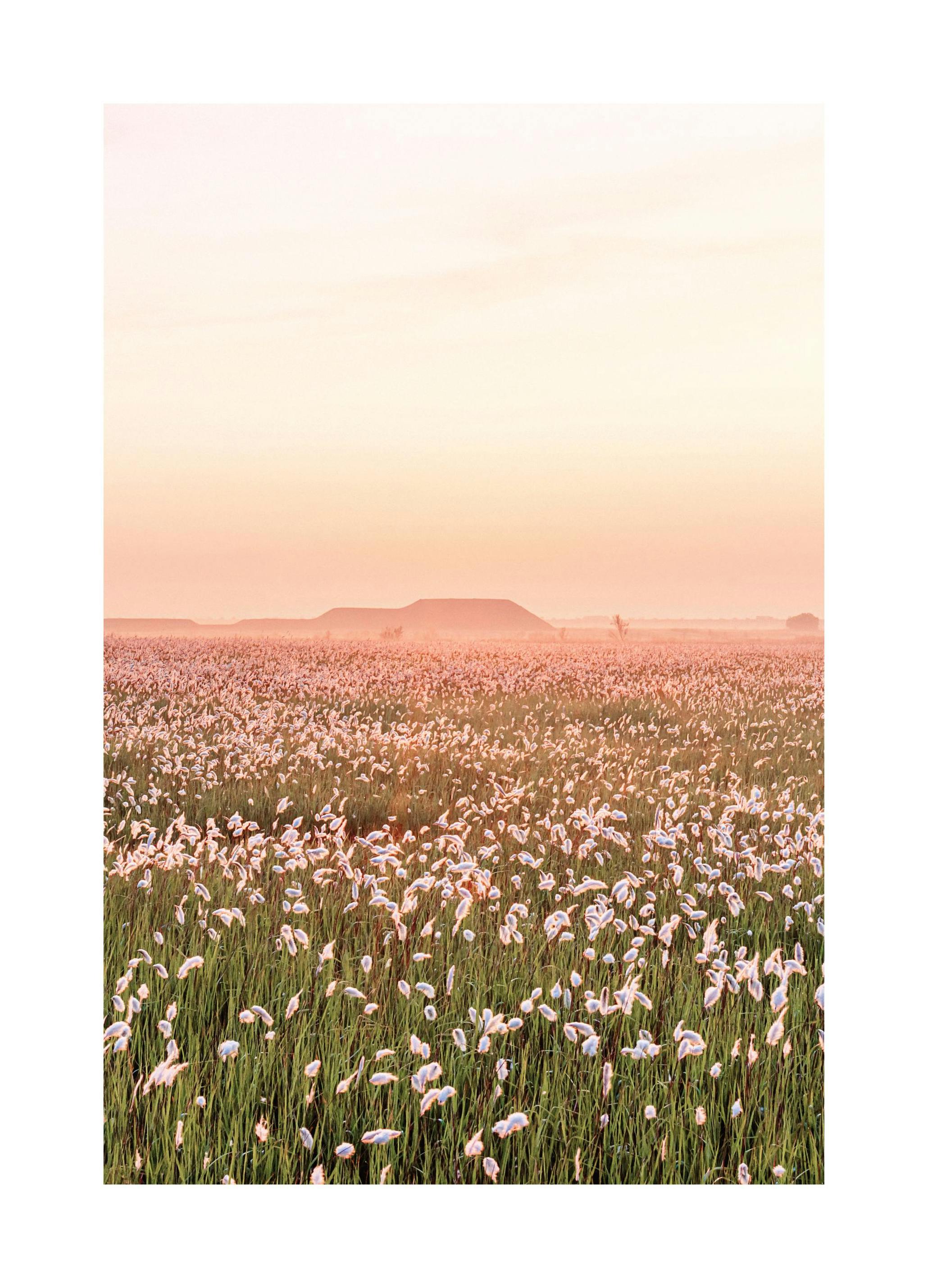 Plakat Flower Field Sunset (30x40 cm) - Poster Store
