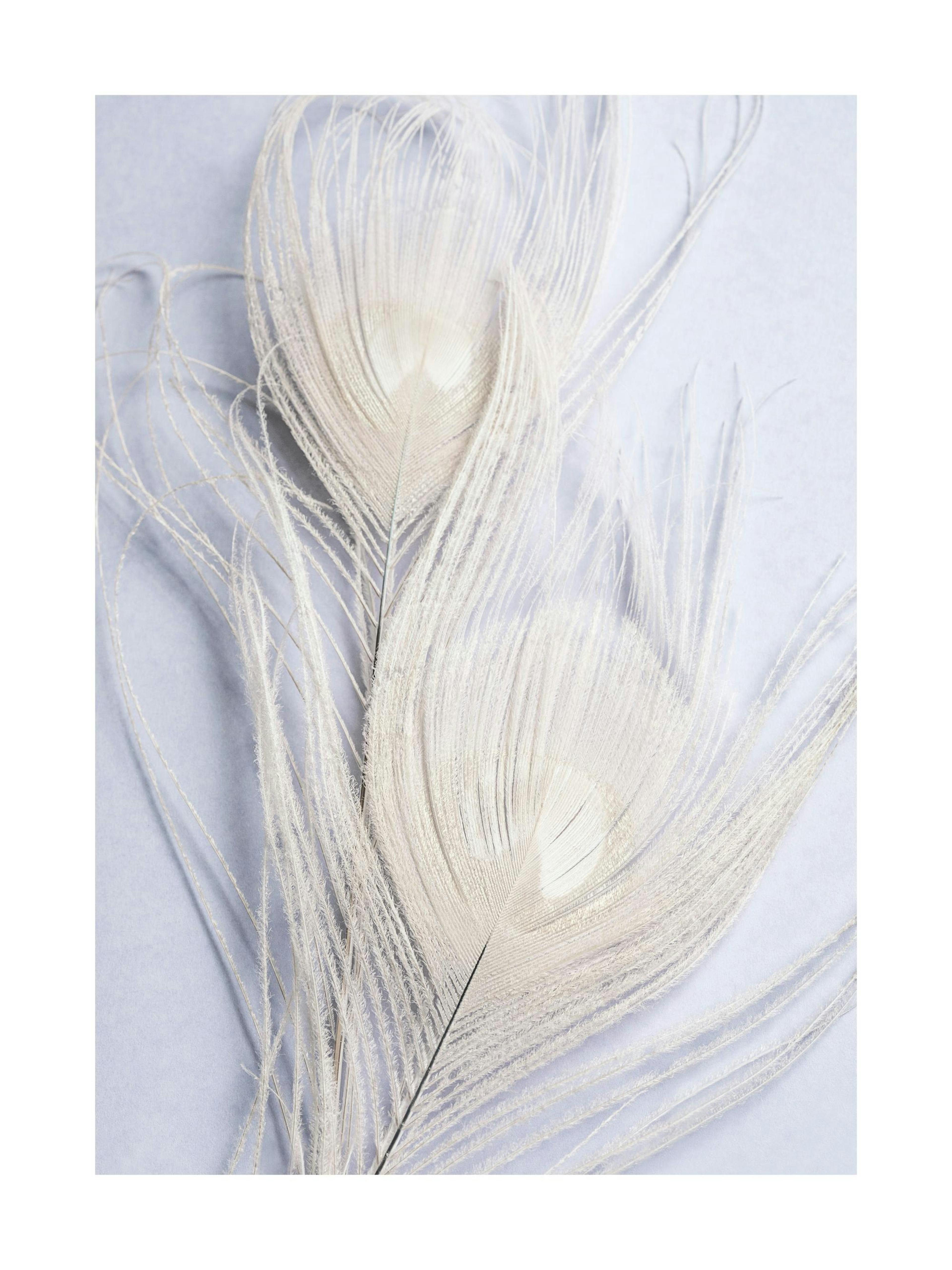 White Peacock Feathers Poster 0