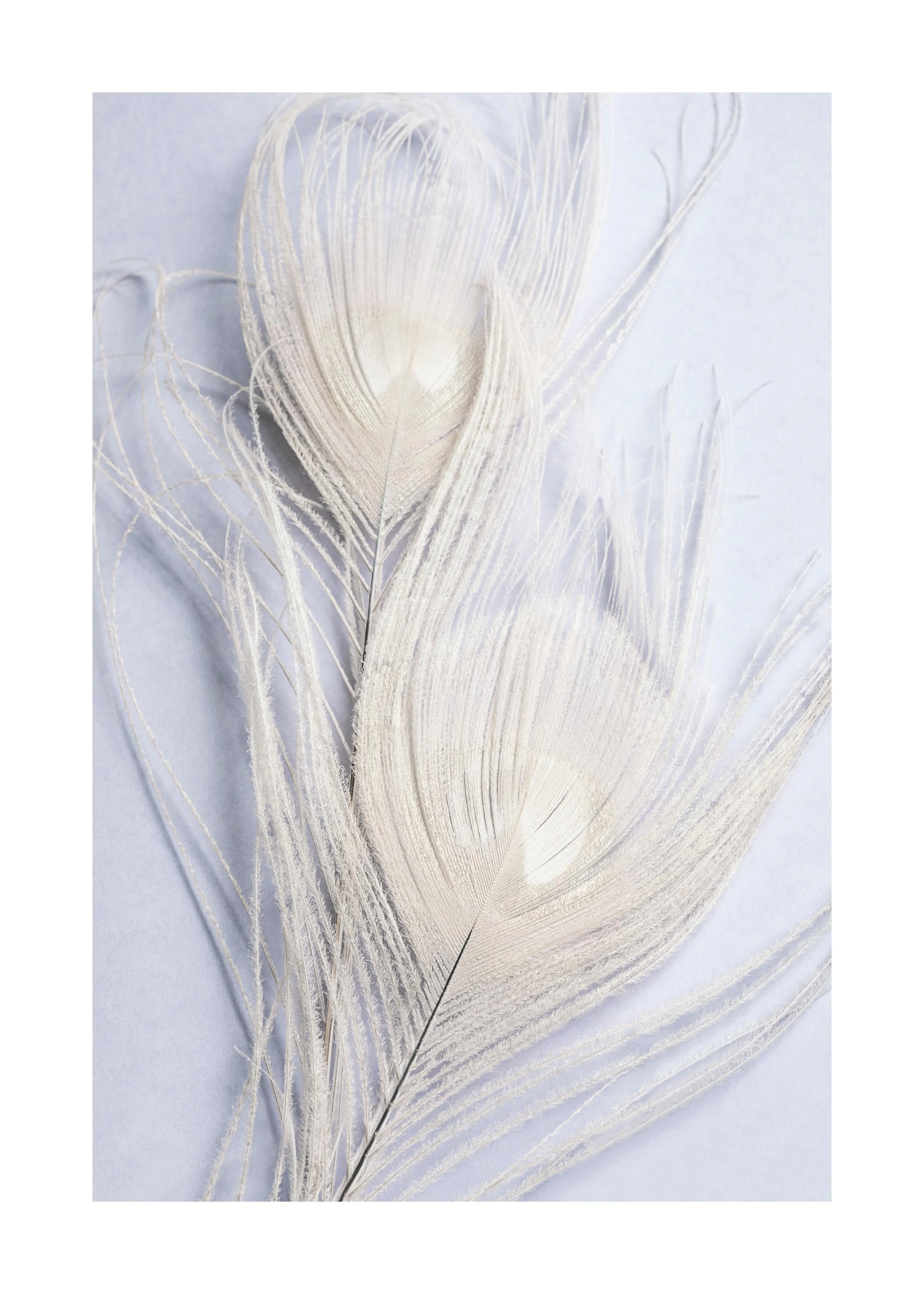 Póster de dos plumas blancas de pavo real sobre un fondo azul claro, con detalle de filamentos finos.