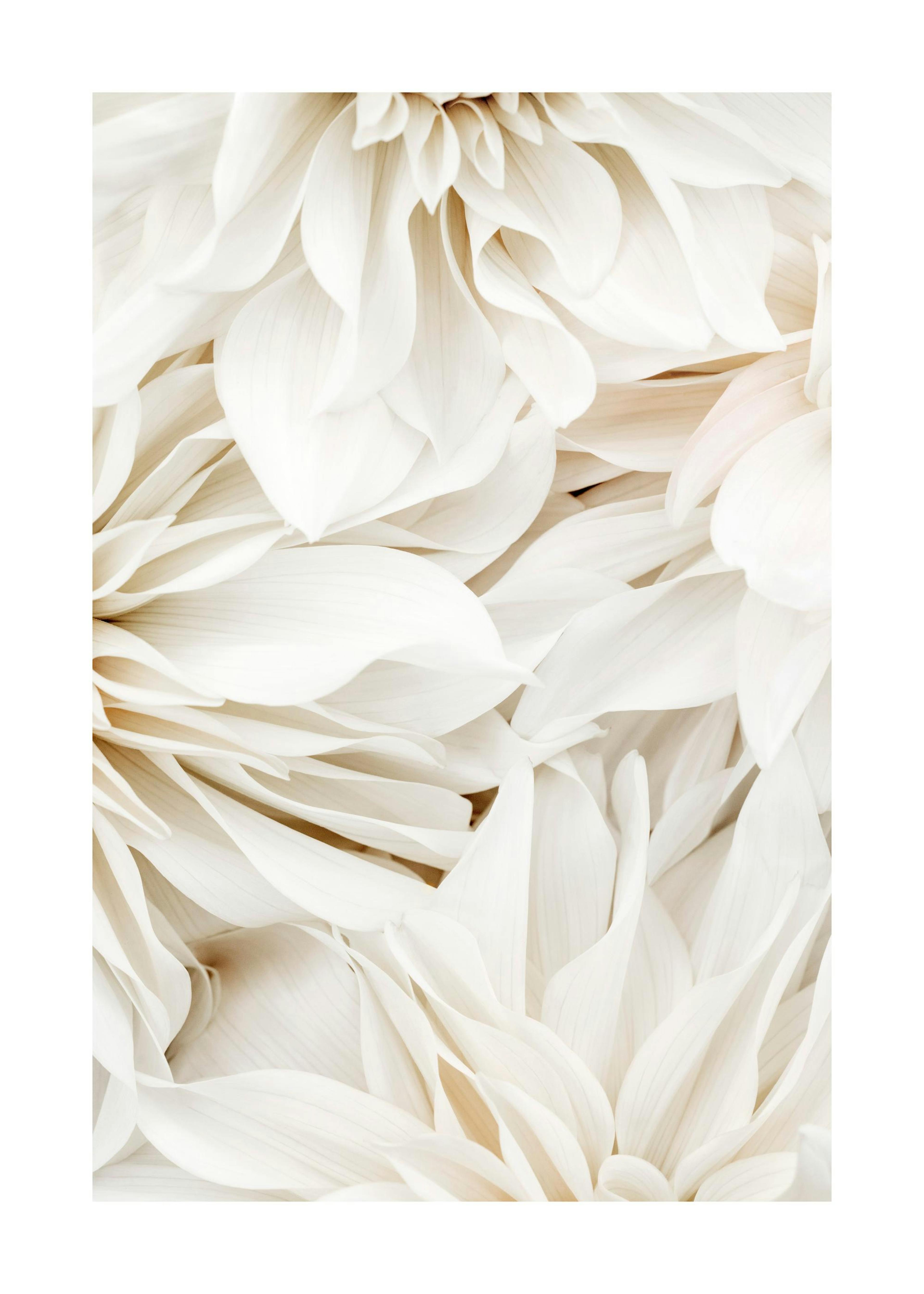 Dahlia Traum No2 Poster 0