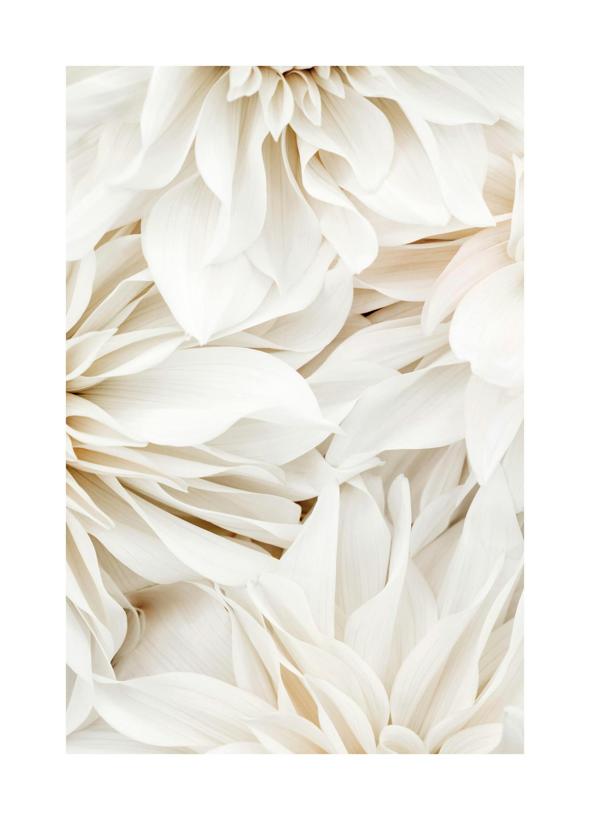 Dahliadroom poster nr. 2 (50x70 cm) - Poster Store