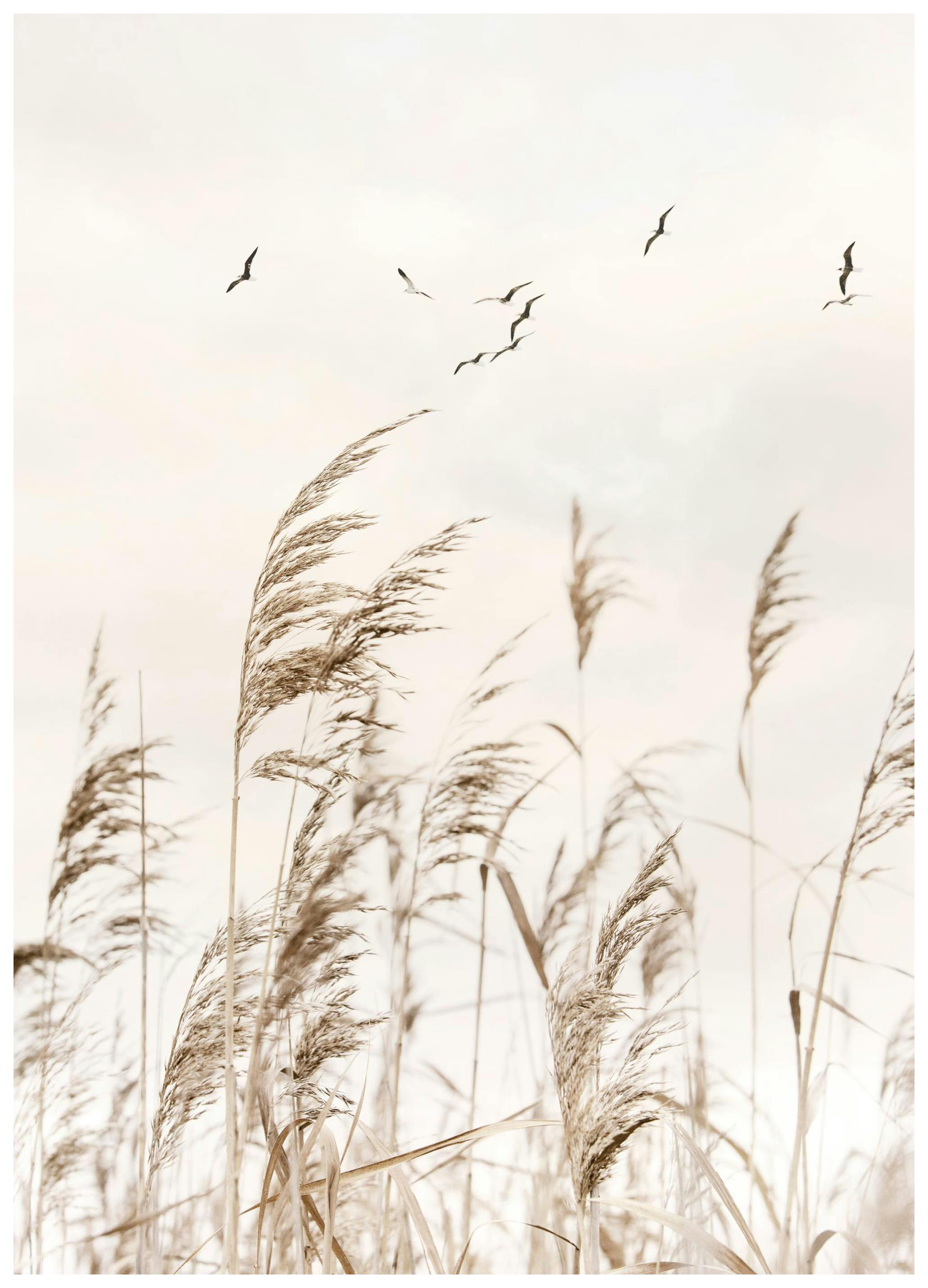 Fåglar över Vass Poster (50x70 cm) - Poster Store
