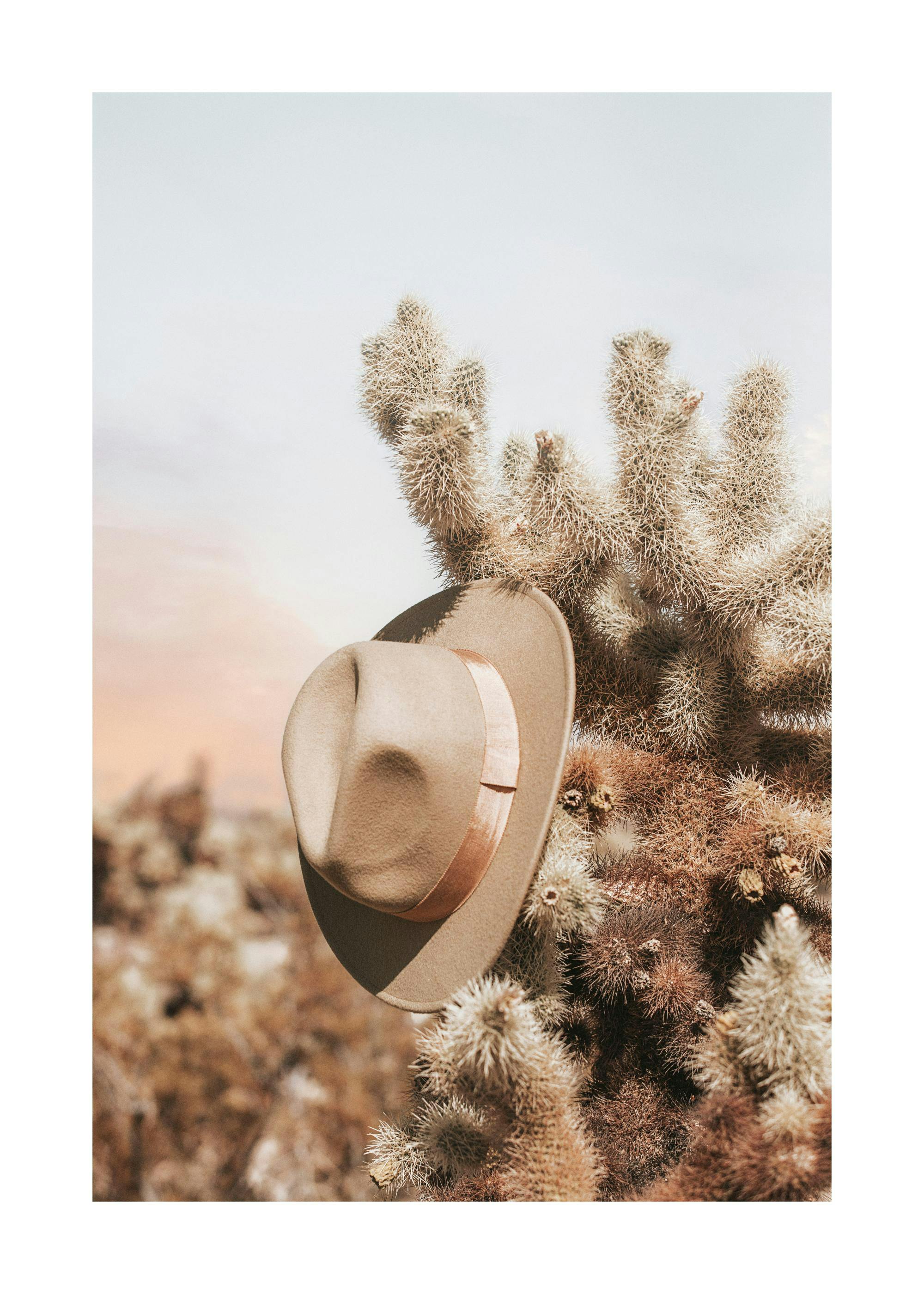 Un póster de un sombrero de fieltro colgando de un cactus cholla en un paisaje desértico al atardecer.