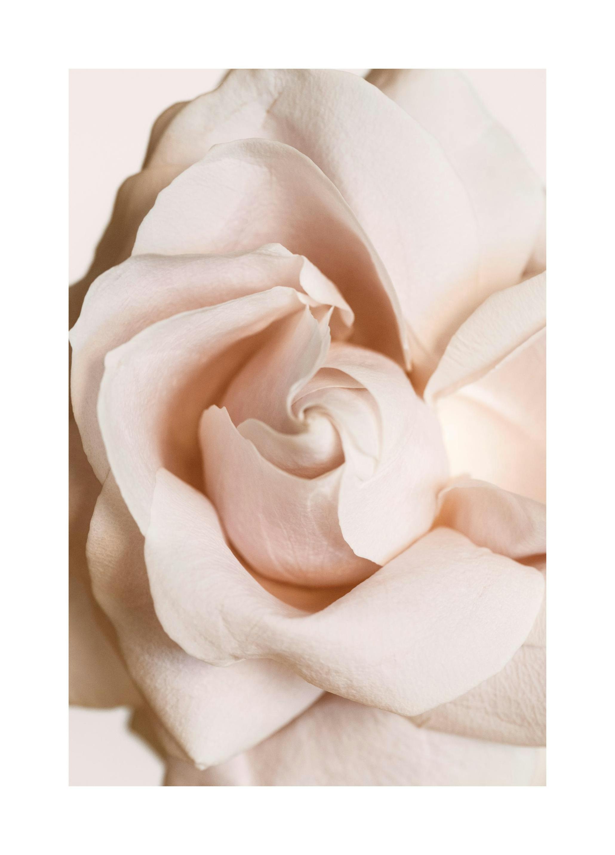 Poster Rose in Bloom (30x40 cm) - Poster Store