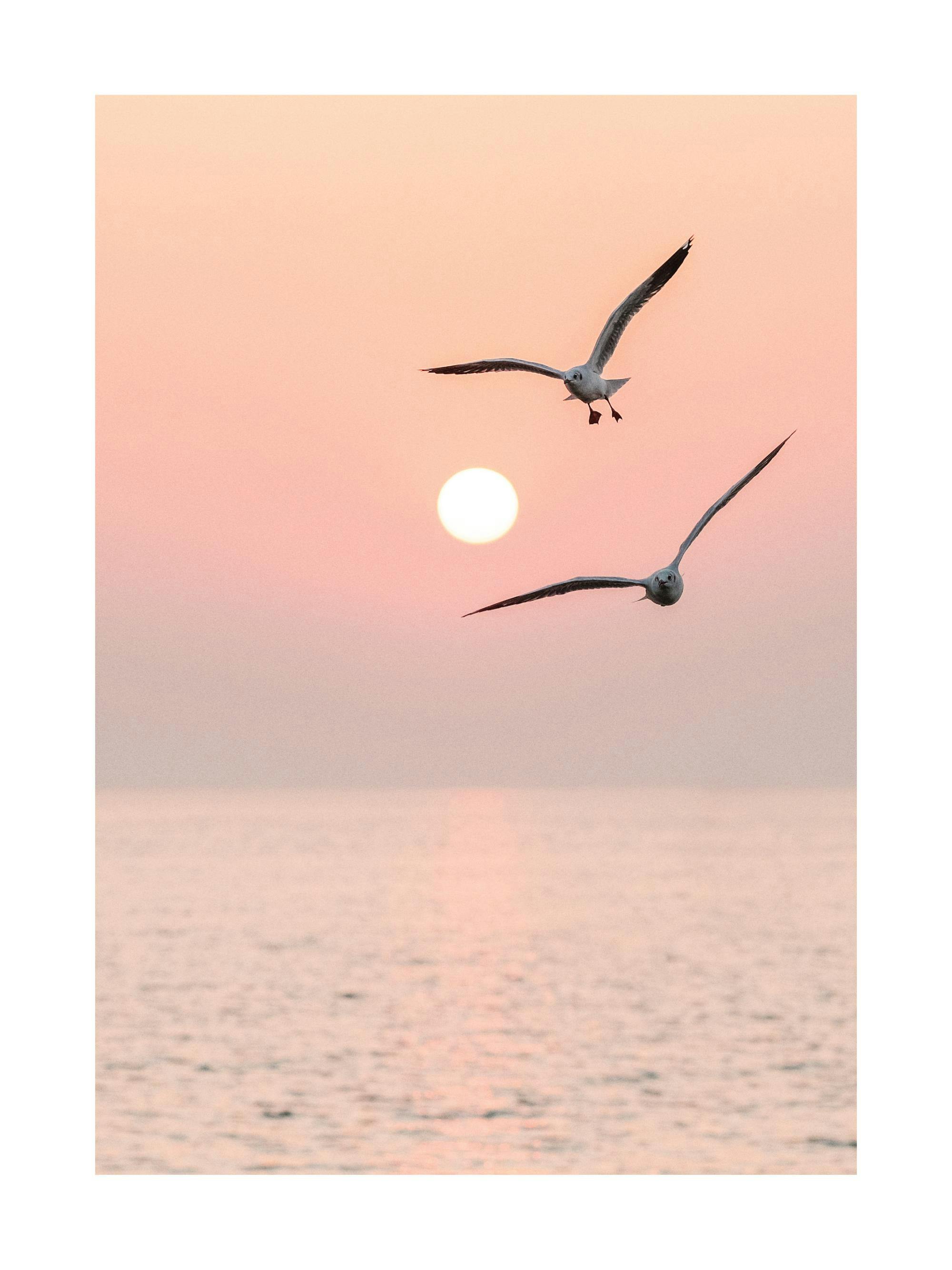 Poster avec deux mouettes en vol au-dessus de locéan, au lever ou au coucher du soleil.