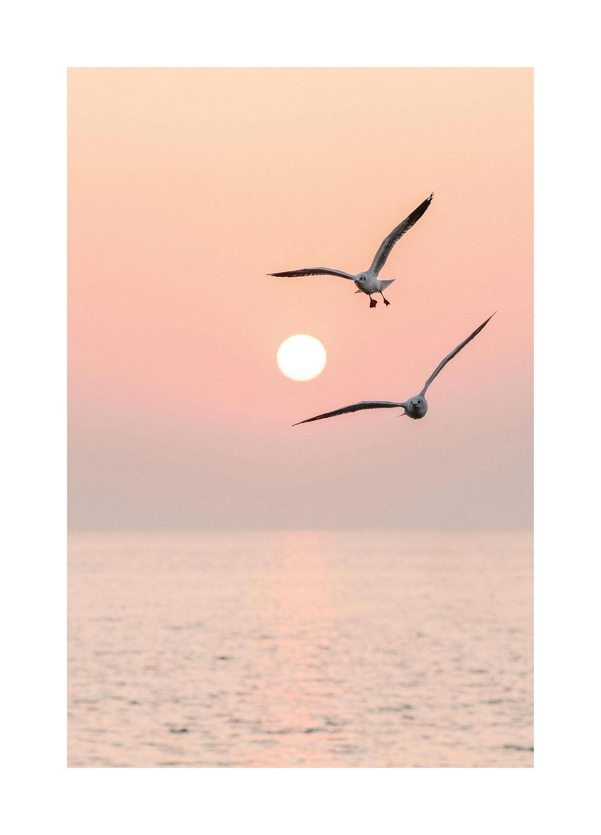 Duo Volant Affiche (30x40 cm) - Poster Store