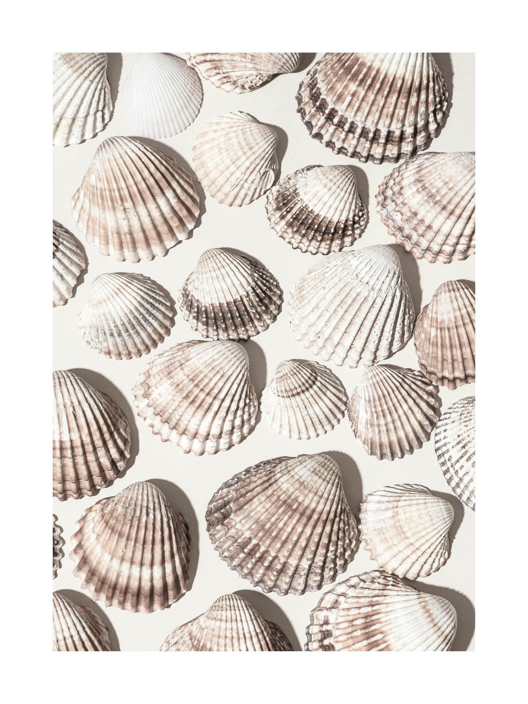 Poster de coquillages beiges et bruns aux textures variées sur fond clair, avec des ombres.