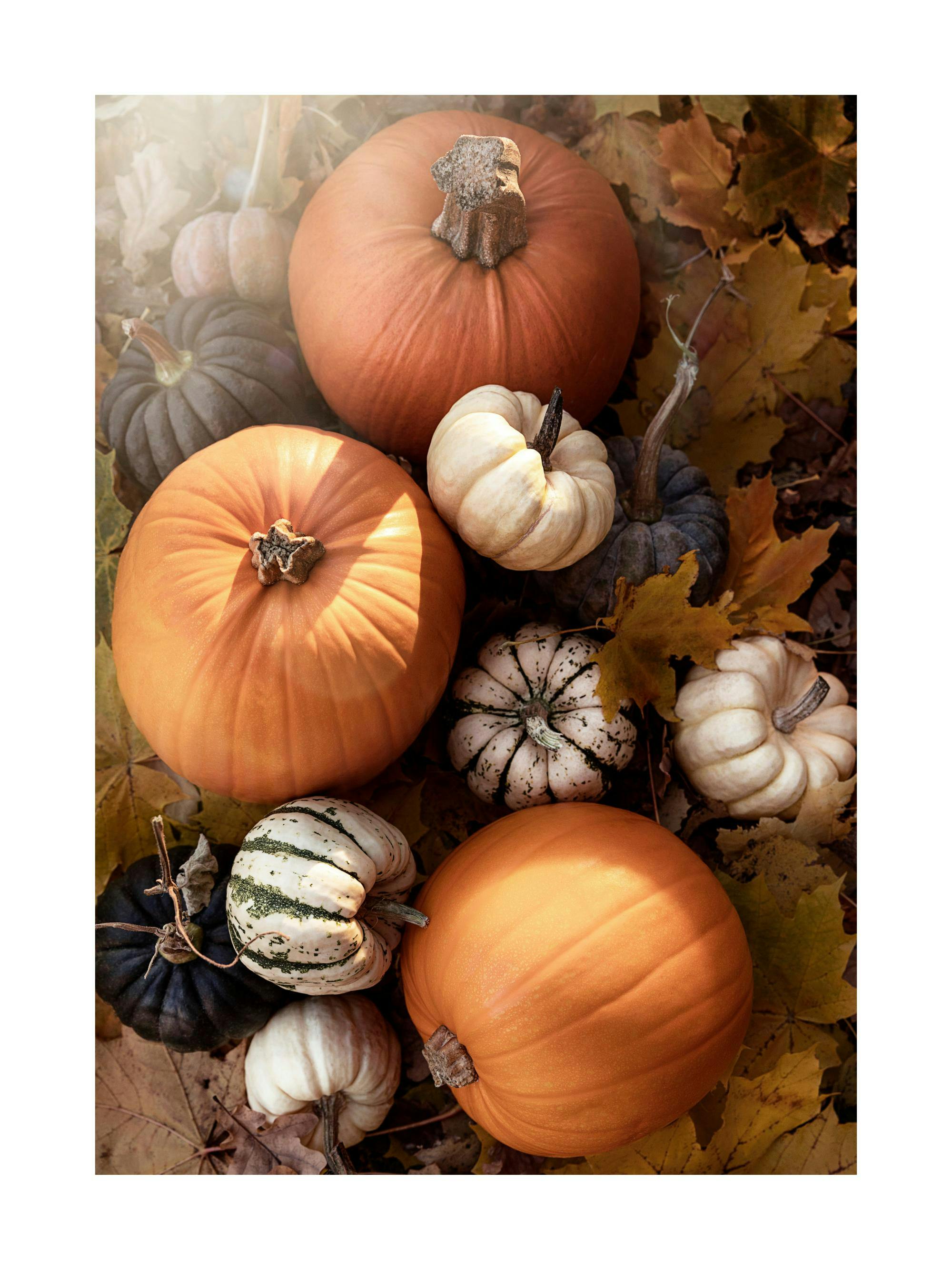 A poster featuring a top-down view of vibrant orange pumpkins, white gourds, and dark green squash nestled among autumn leaves.