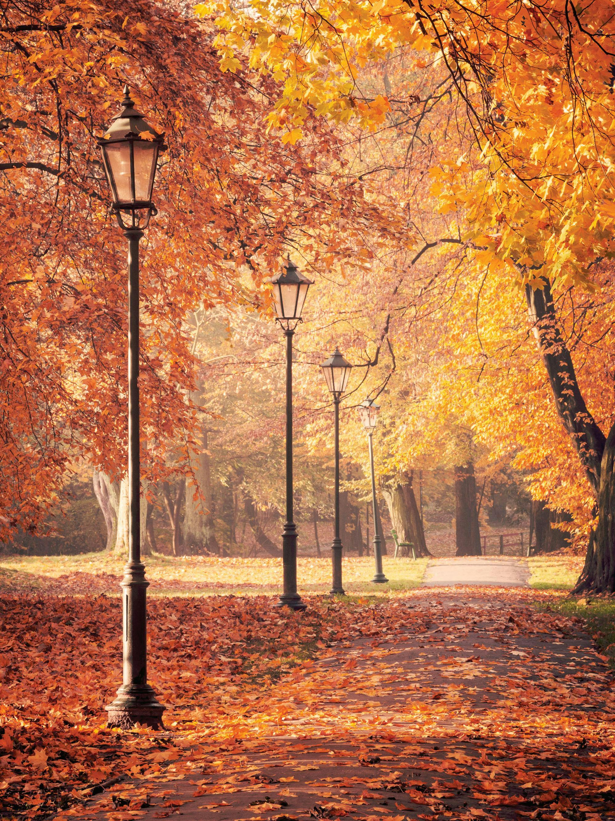 Poster con un viale autunnale alberato, illuminato da lampioni e coperto di foglie arancioni cadute.