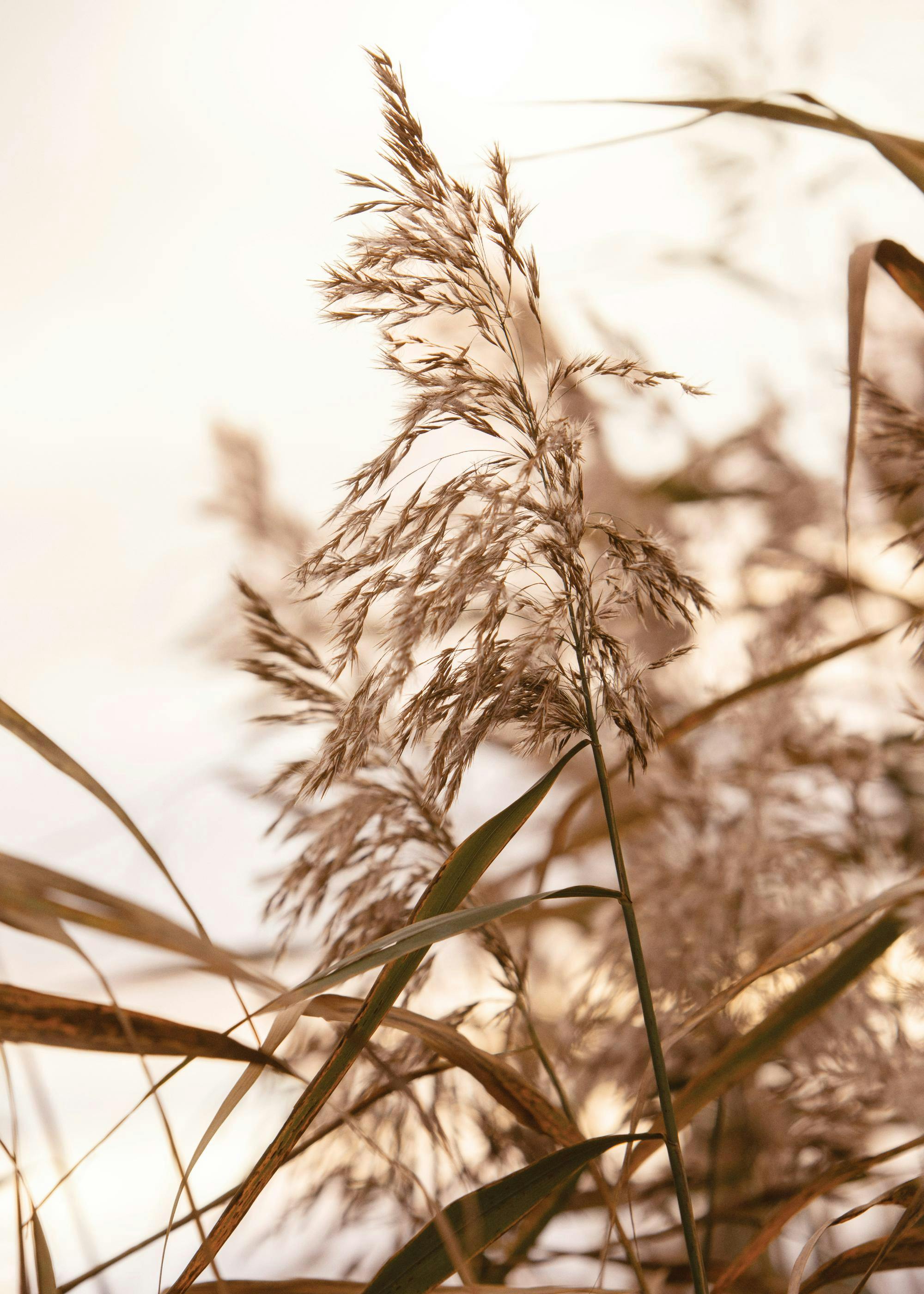 A poster featuring a close-up of light brown feathery reeds against a soft, light background, evoking a natural, airy feel.