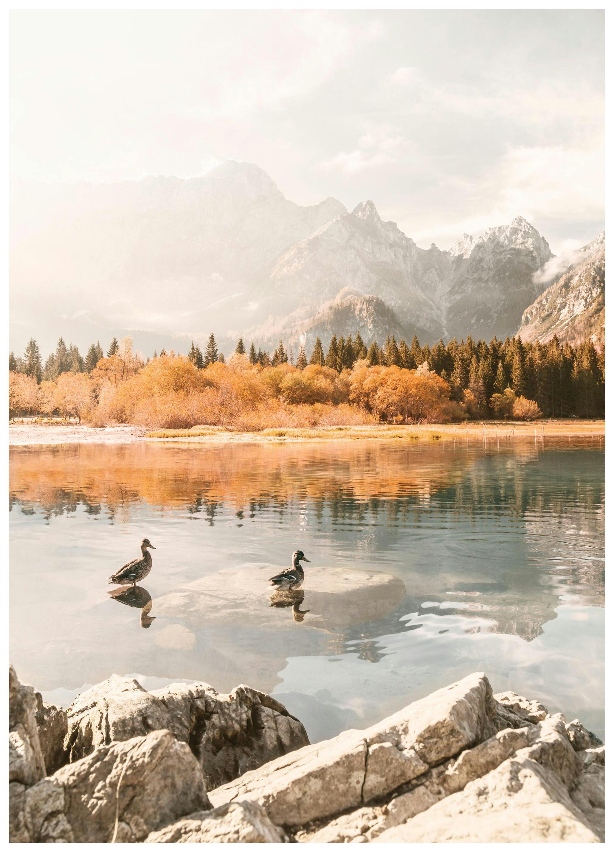 Úszó vadkacsák reggel poszter (30x40 cm) - Poster Store