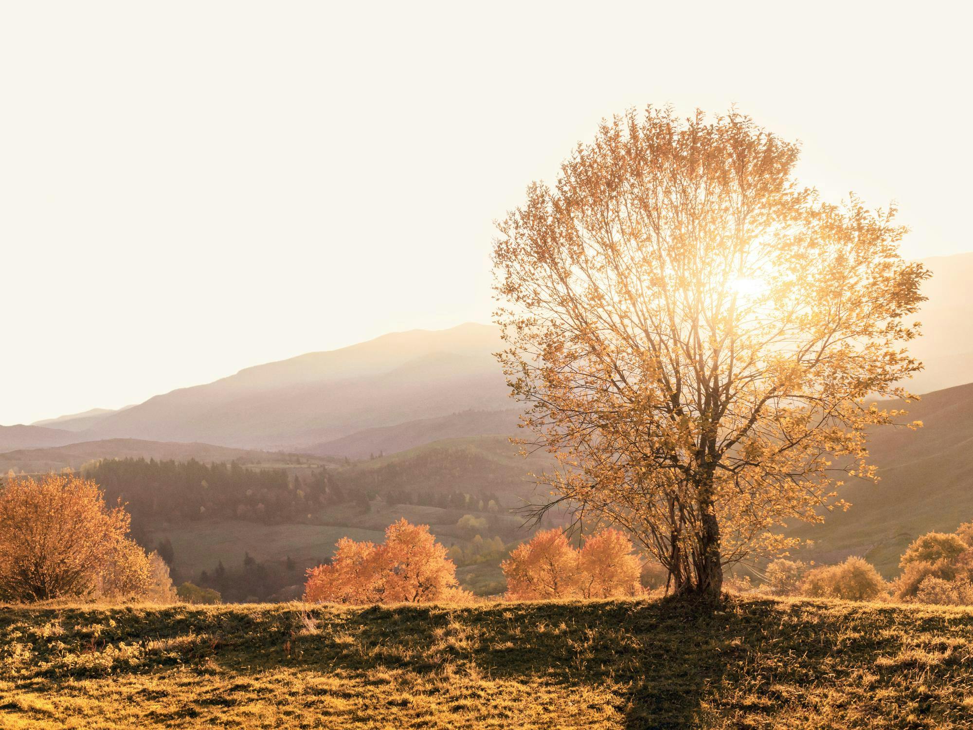 En poster av ett gyllene höstlandskap med solstrålar som silar genom ett träd på en kulle mot berg i bakgrunden.