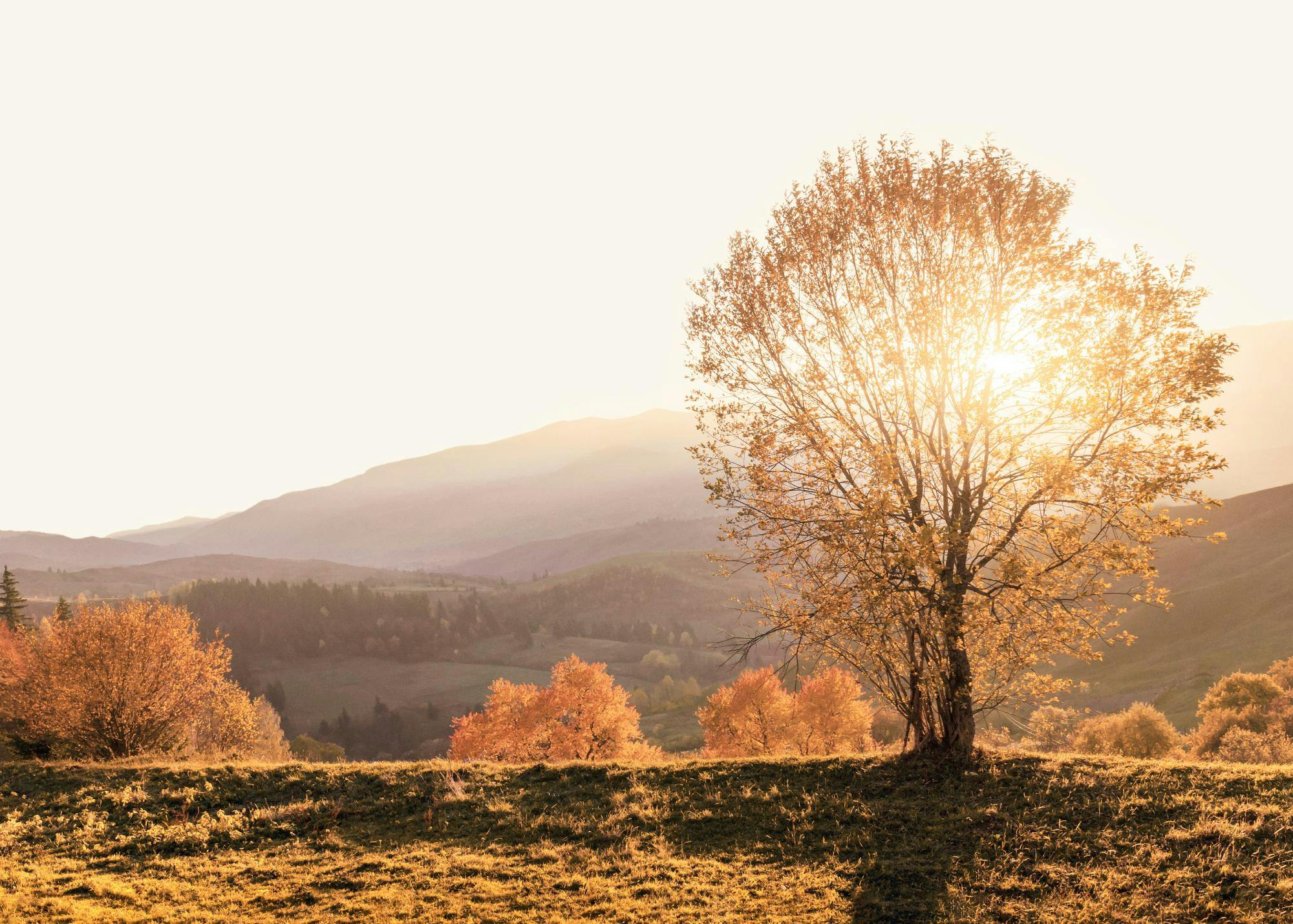 Poster: Ein goldener Sonnenuntergang hinter einem Baum mit orangefarbenen Blättern und einer sanften Hügellandschaft.