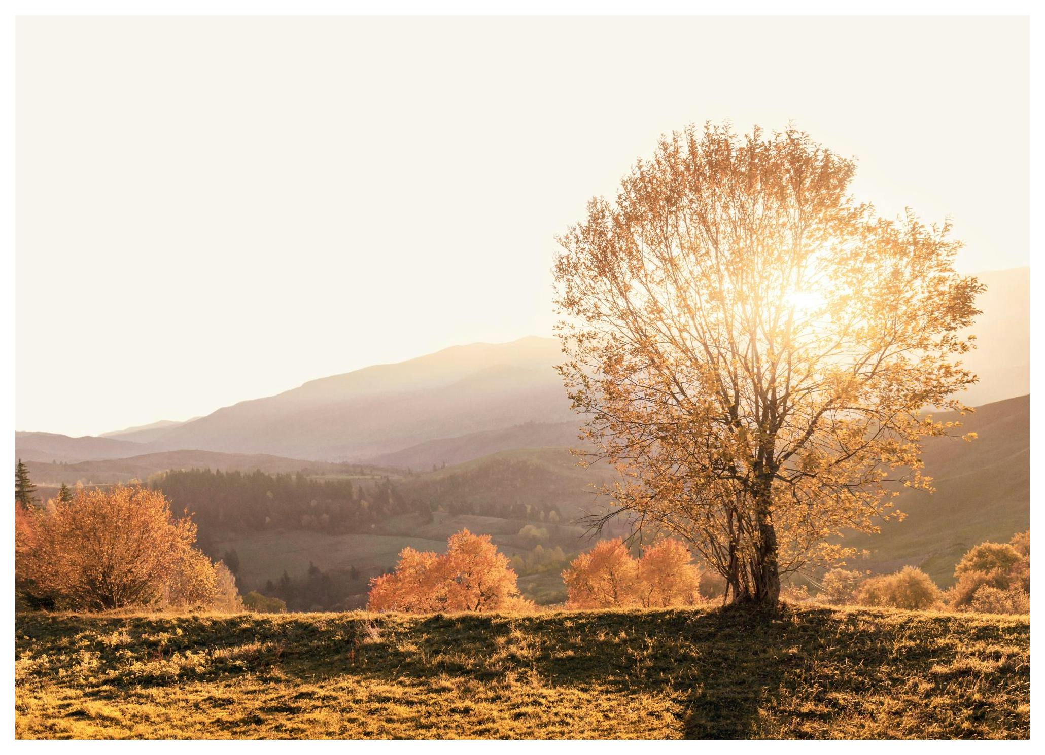 Jesienny Poranek Plakat (30x40 cm) - Poster Store