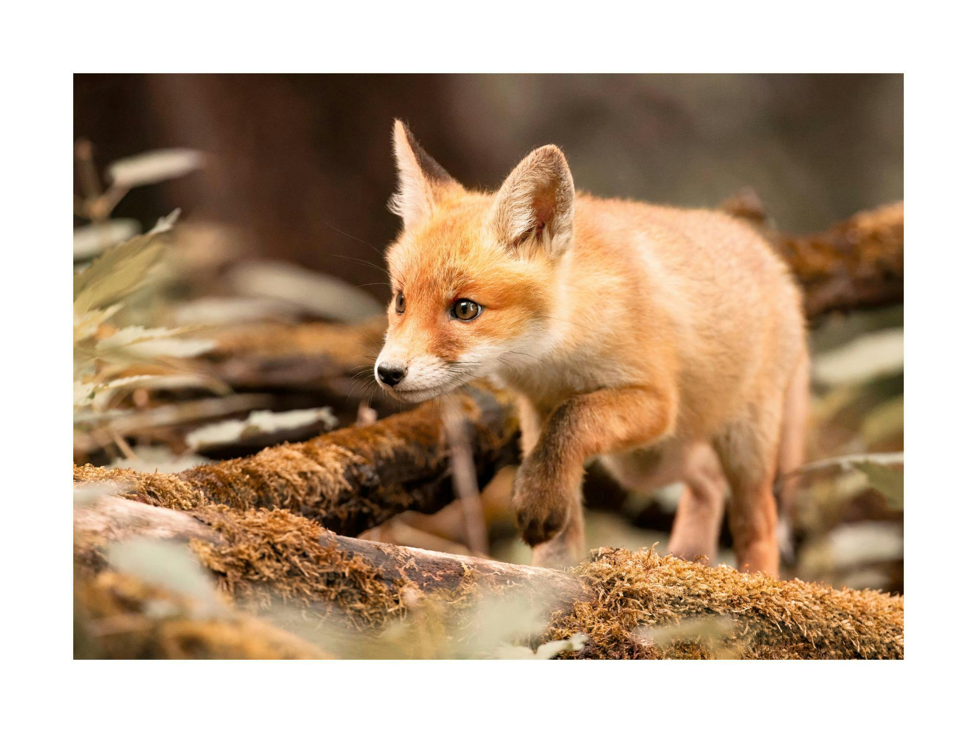 Poster eines jungen Fuchses mit orange-braunem Fell, der auf moosbewachsenen Ästen durch den Wald schleicht.