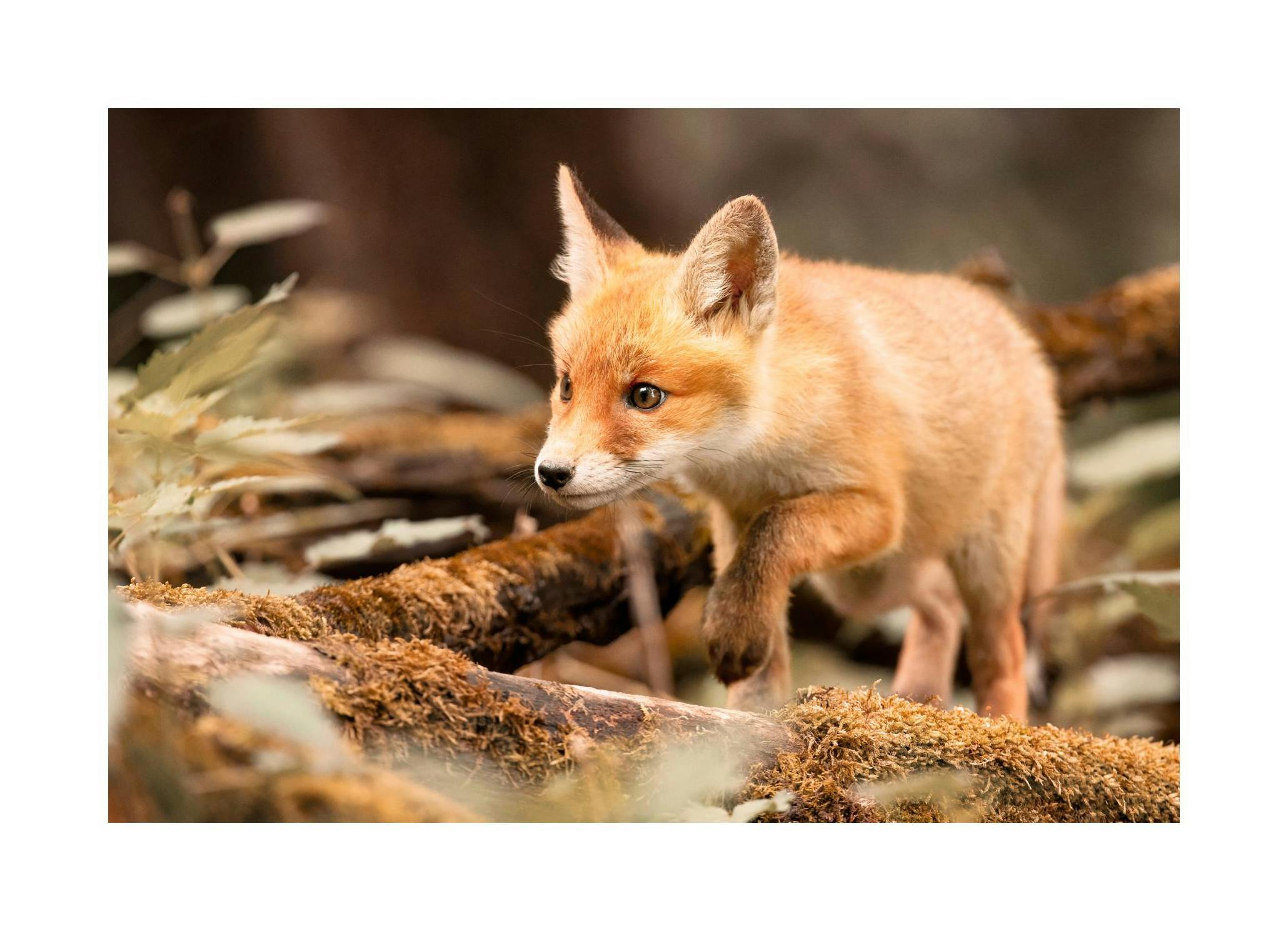 Vos in het Bos Poster (30x40 cm) - Poster Store
