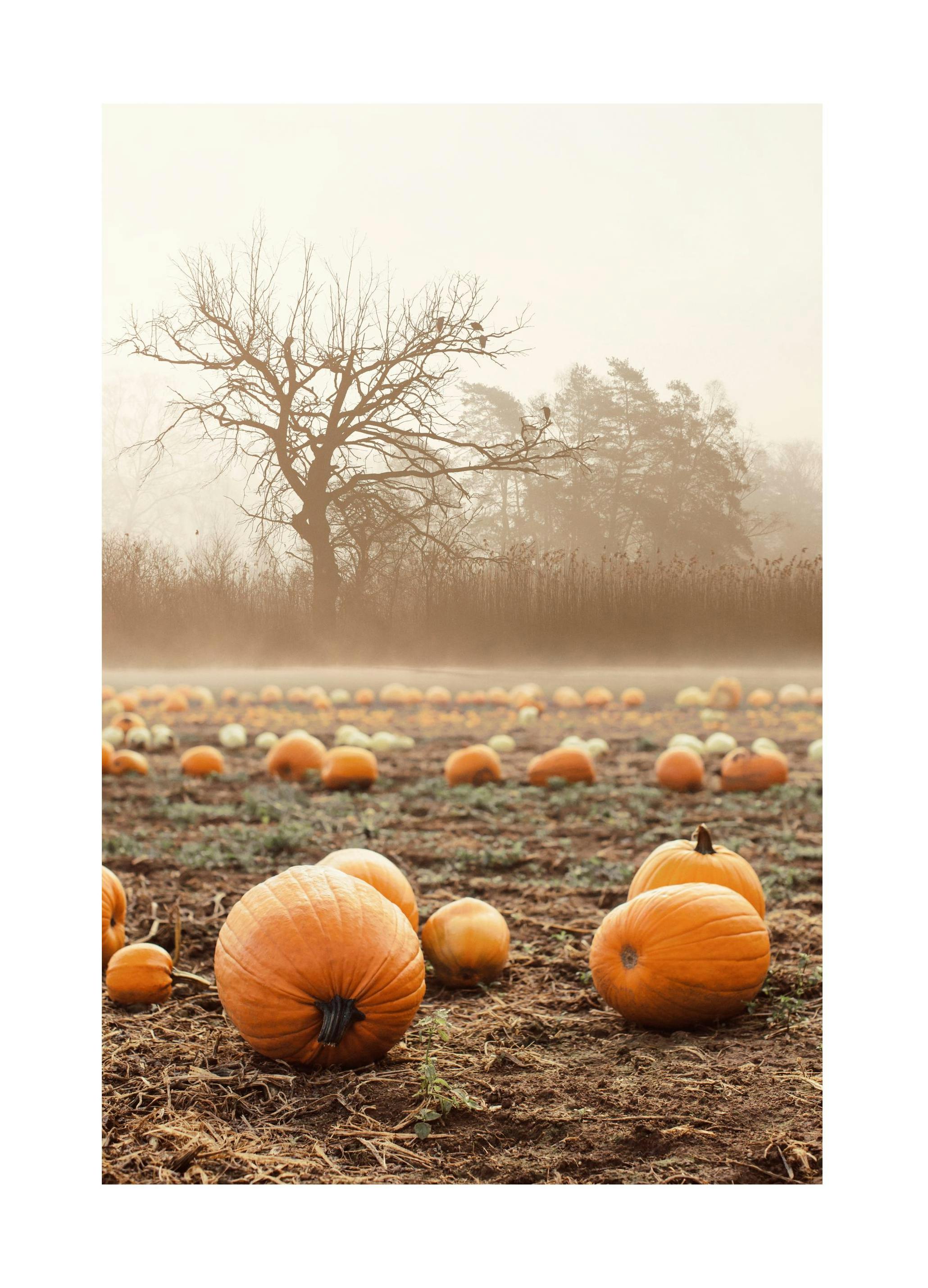 Pompoenveld Poster (50x70 cm) - Poster Store
