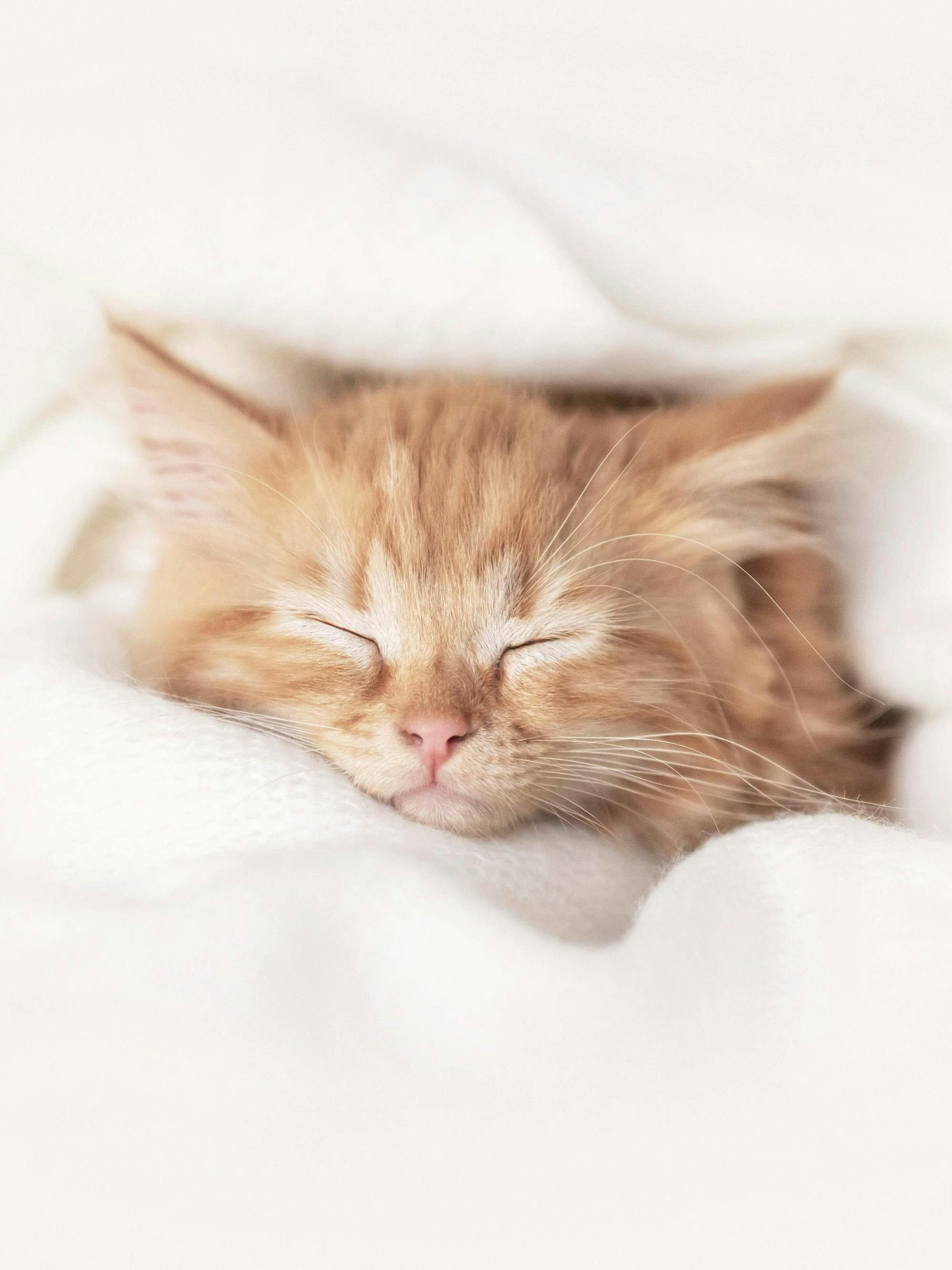 Sleepy Kitten Poster Kitten Sleeping Wall Art Cute Decor for