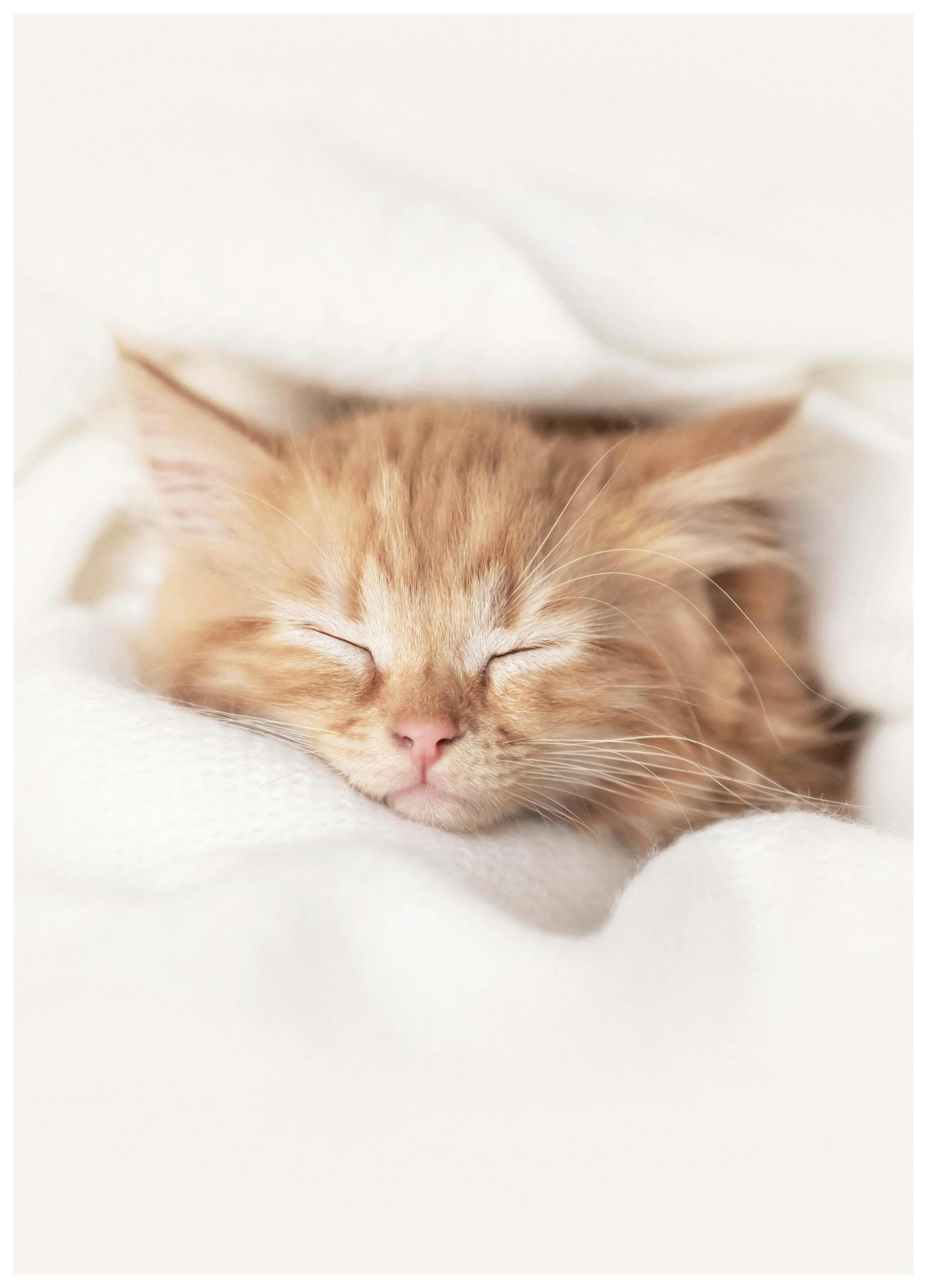 Sleepy Kitten Poster (30x40 cm) - Poster Store