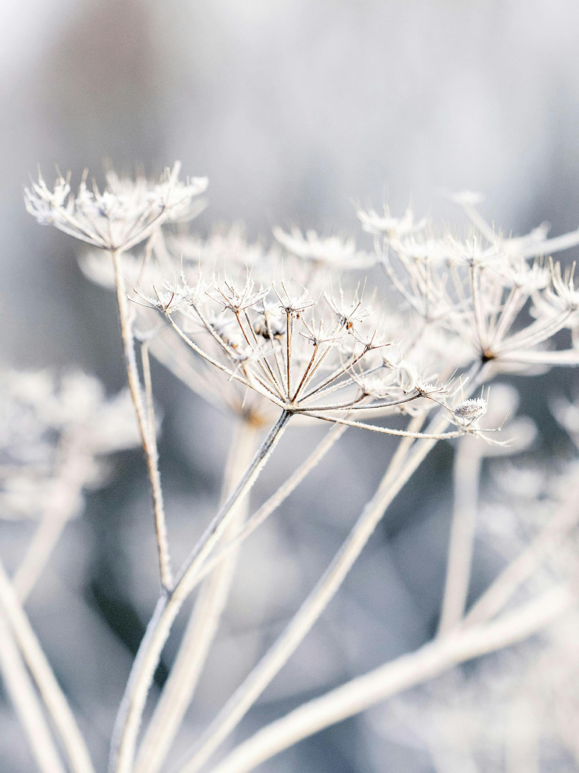 A poster featuring a close-up of delicate white frosted plants, creating a serene winter scene.