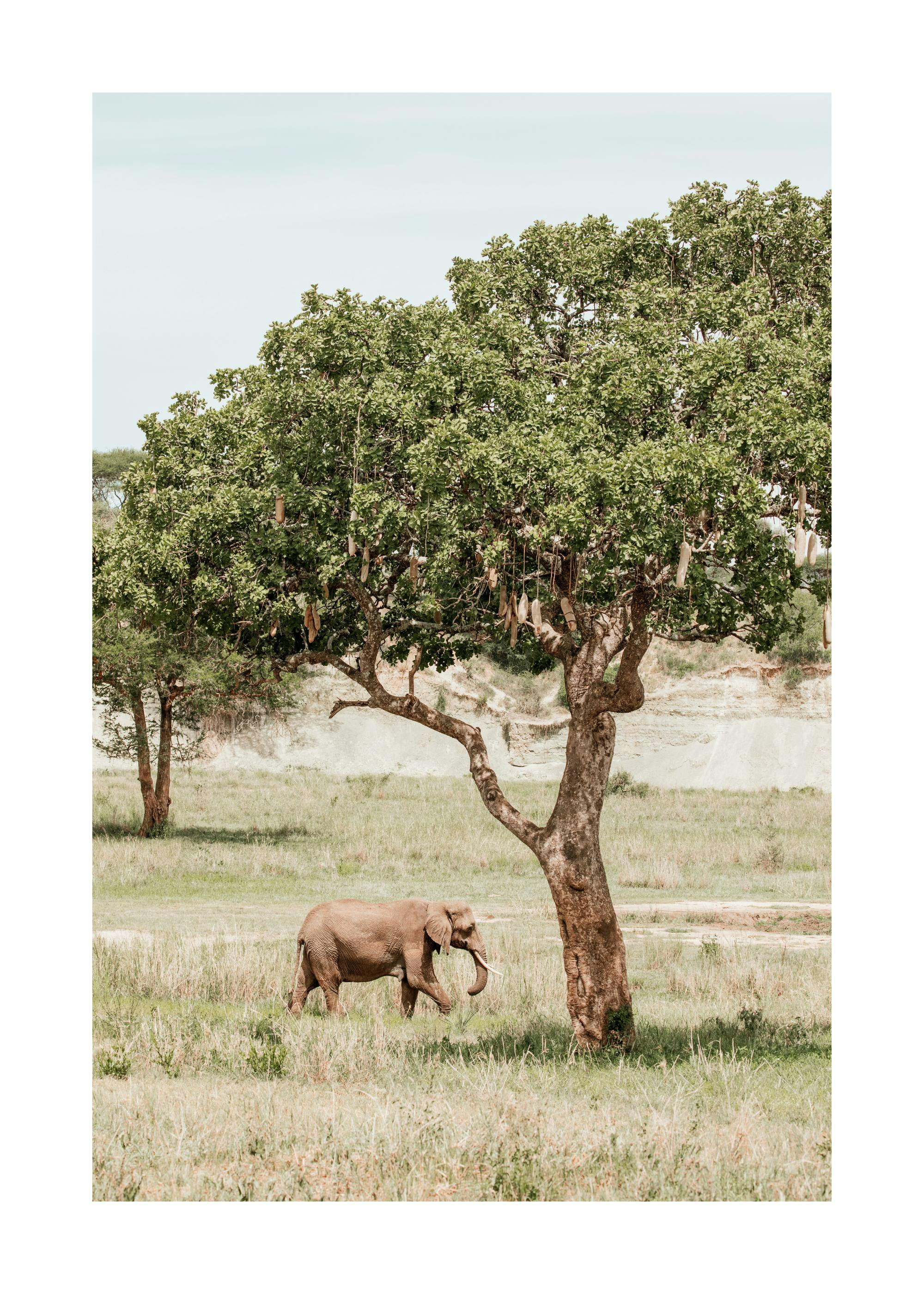 Poster: Elefant im hohen Gras unter einem Baum mit länglichen Früchten in der Savanne.