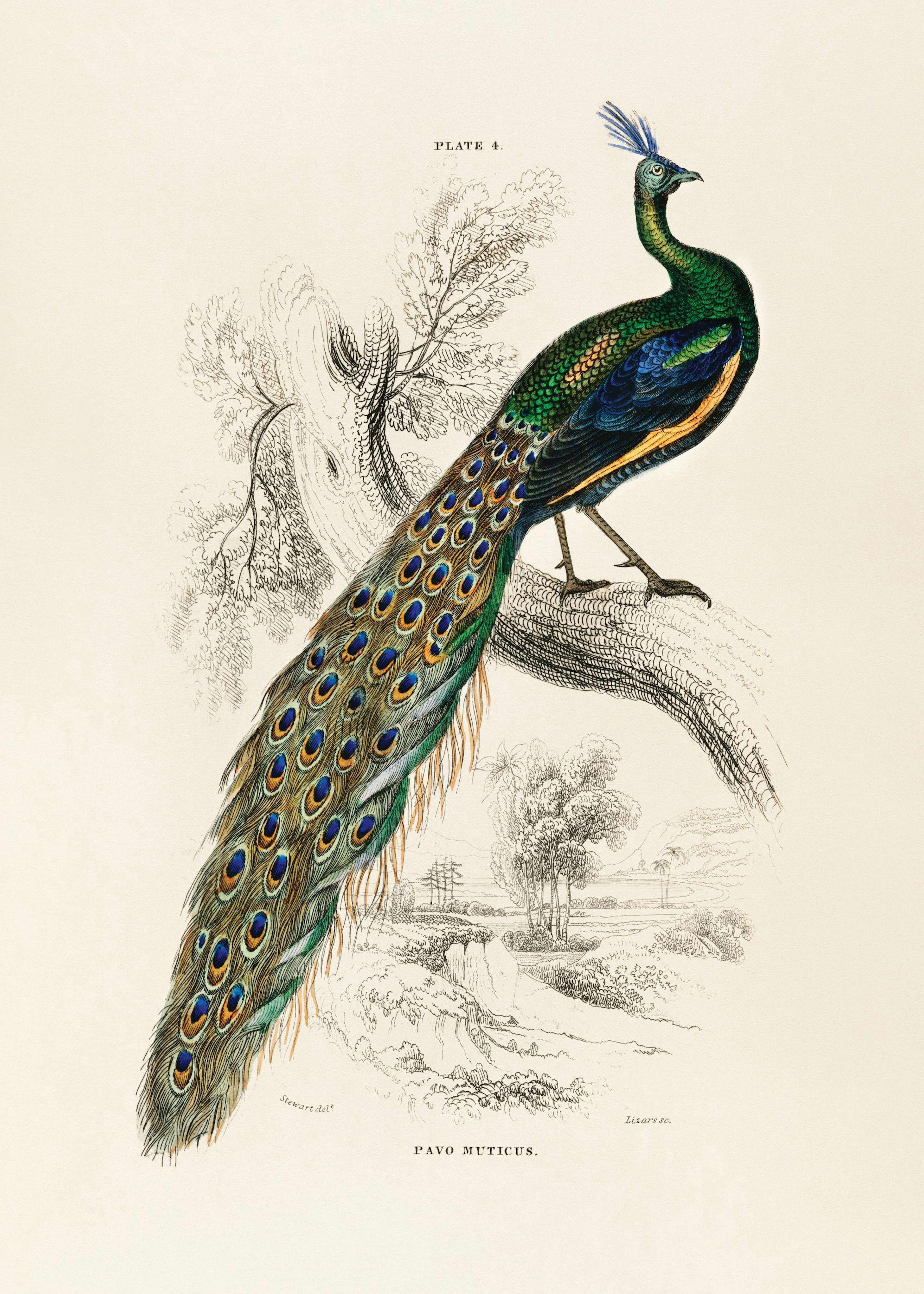 Peafowl Portrait Poster 0