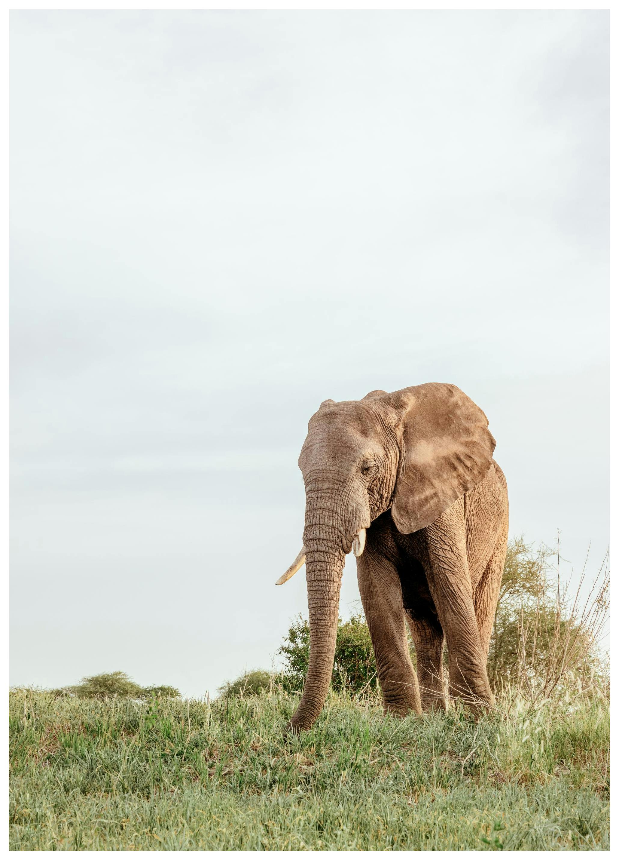 Safari Elephant Poster (50x70 cm) - Poster Store