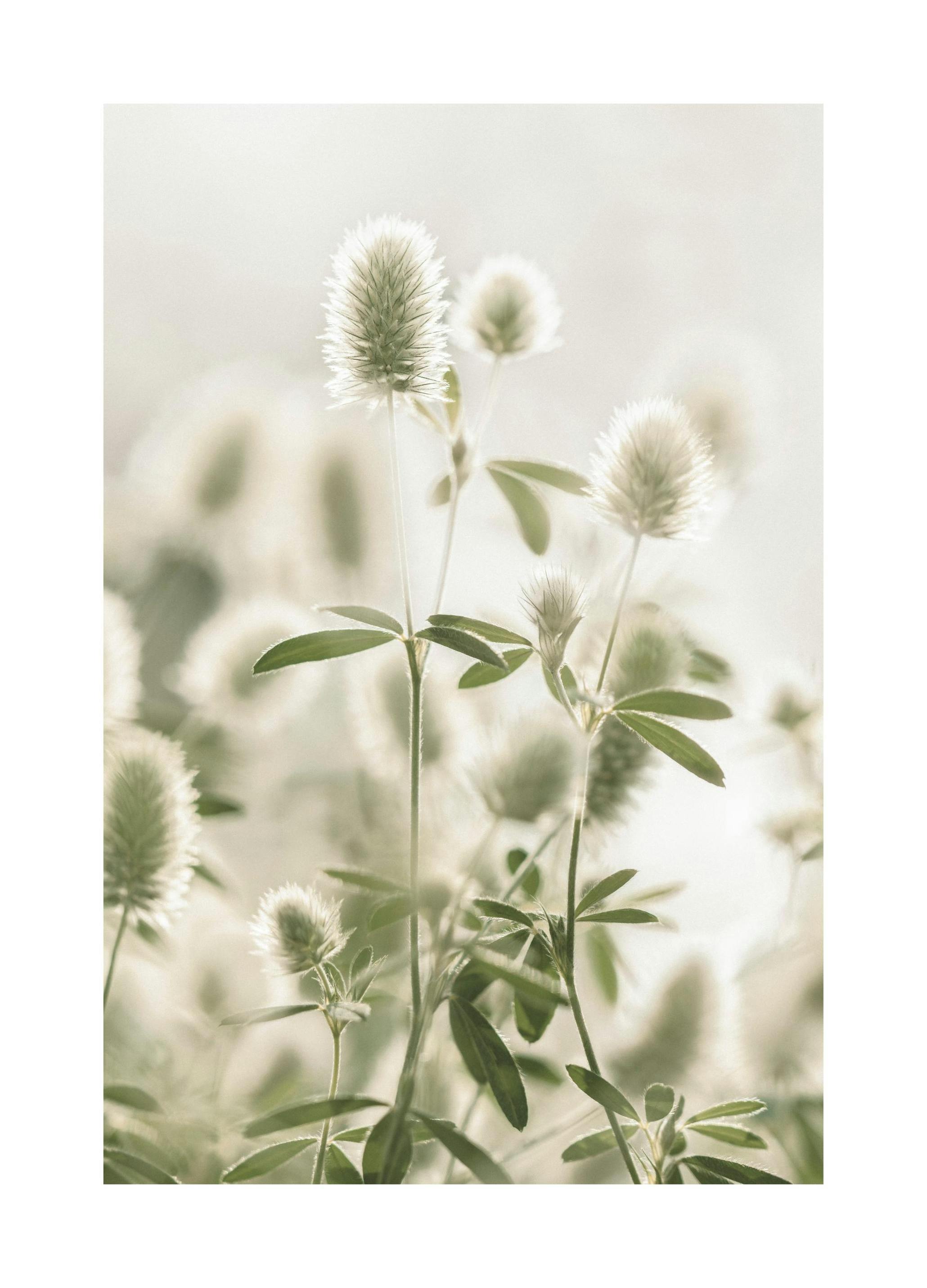 Koniczyna polna Plakat (30x40 cm) - Poster Store