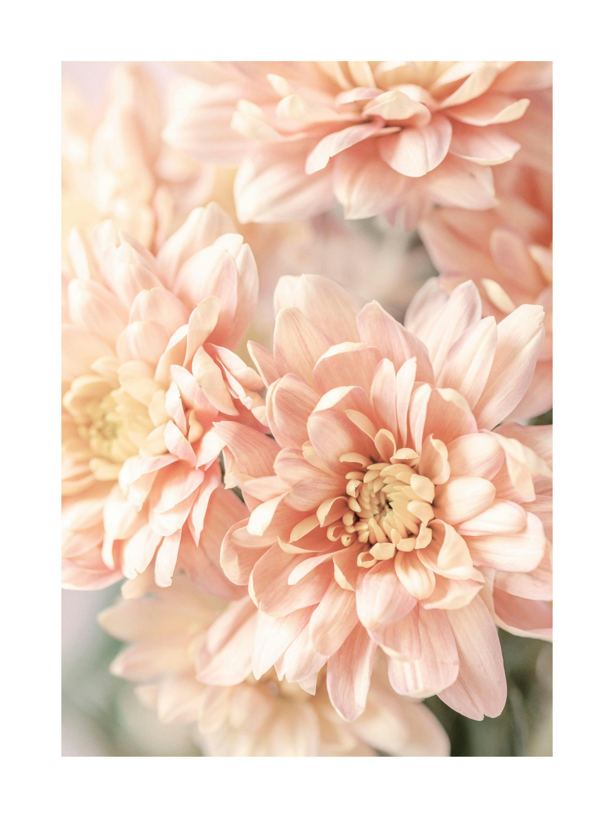 Lähikuva persikanvärisistä krysanteemeista, jossa terälehdet avautuvat pehmeästi valoa kohti. Juliste.