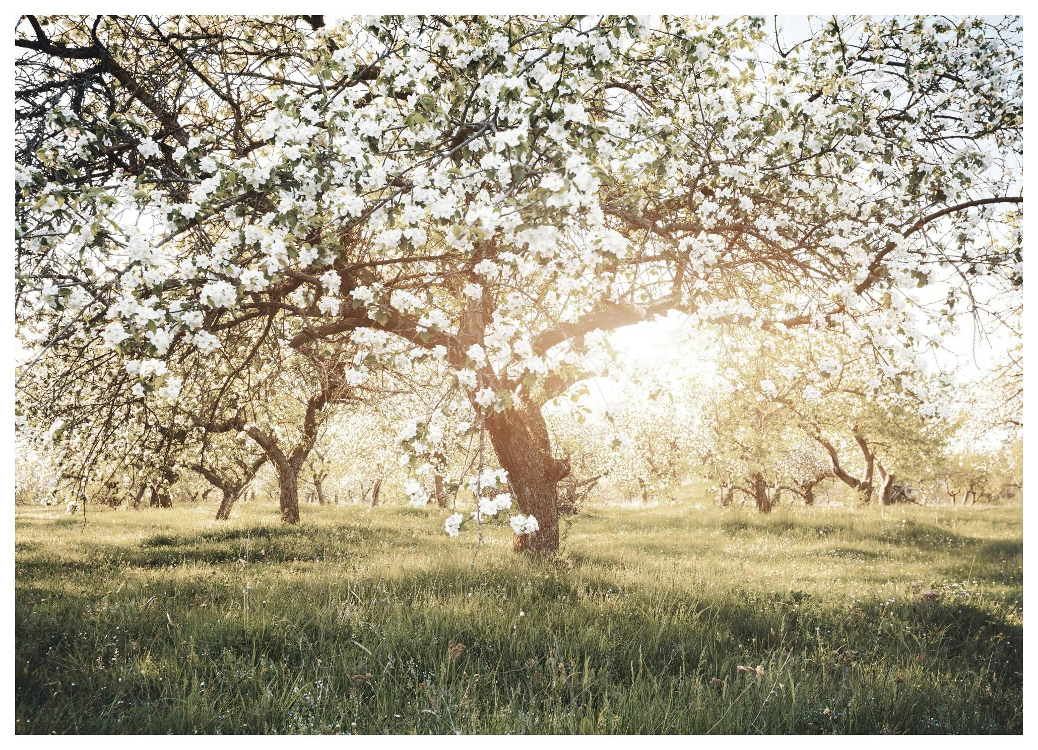 Bloeiende Bomen in Zonlicht Poster (50x70 cm) - Poster Store