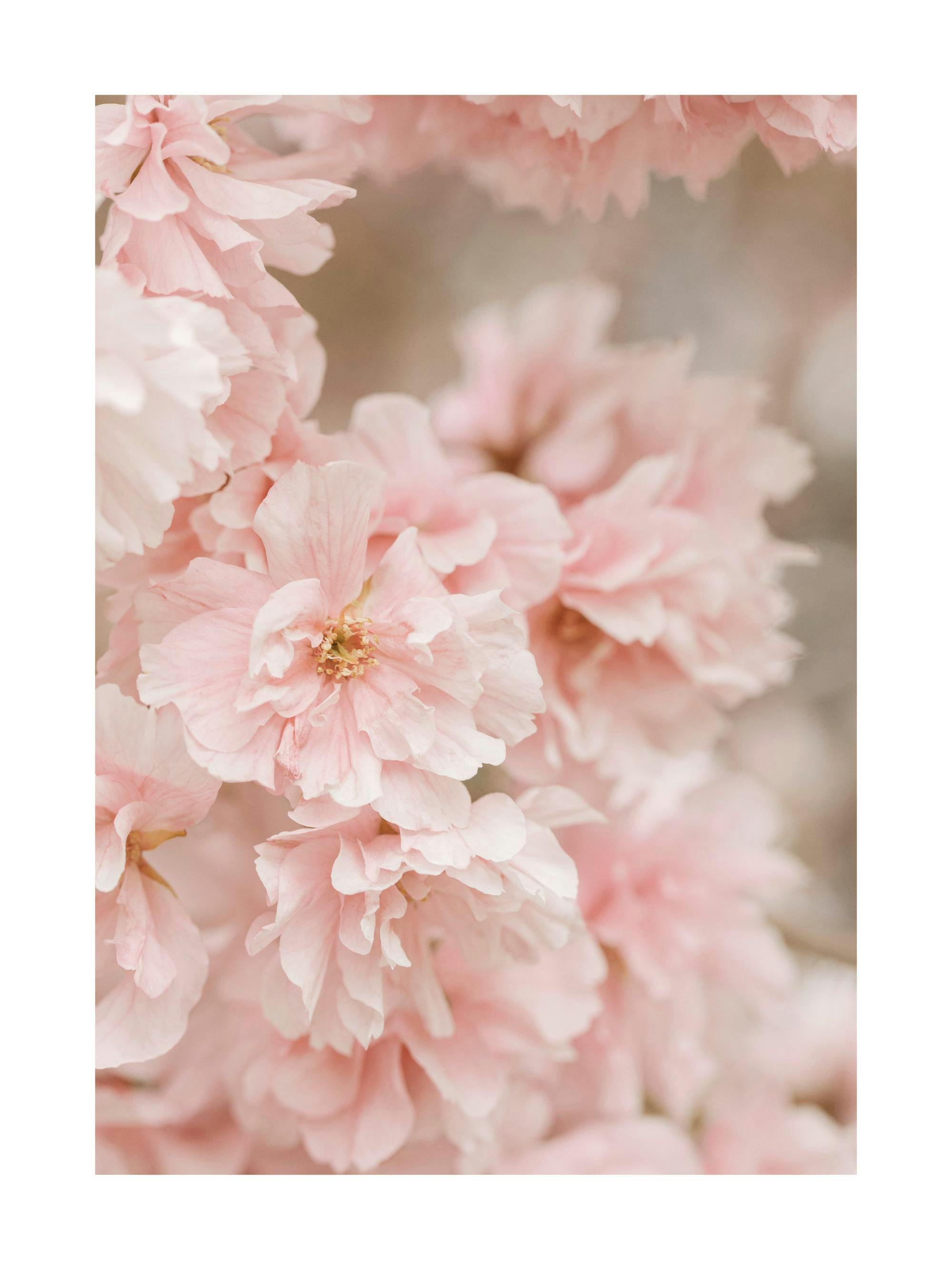 A poster featuring delicate light pink cherry blossom flowers with visible stamen details.