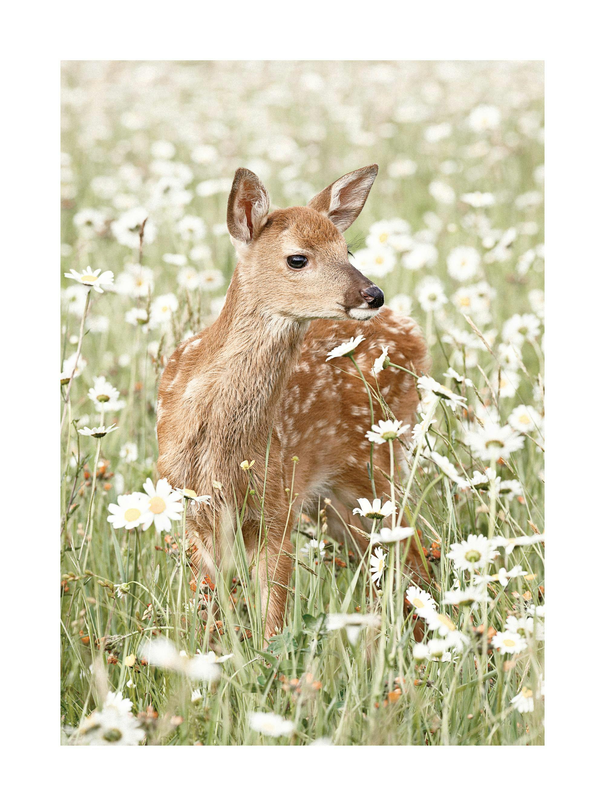 A poster featuring an adorable brown fawn with white spots standing in a field of white daisy flowers.