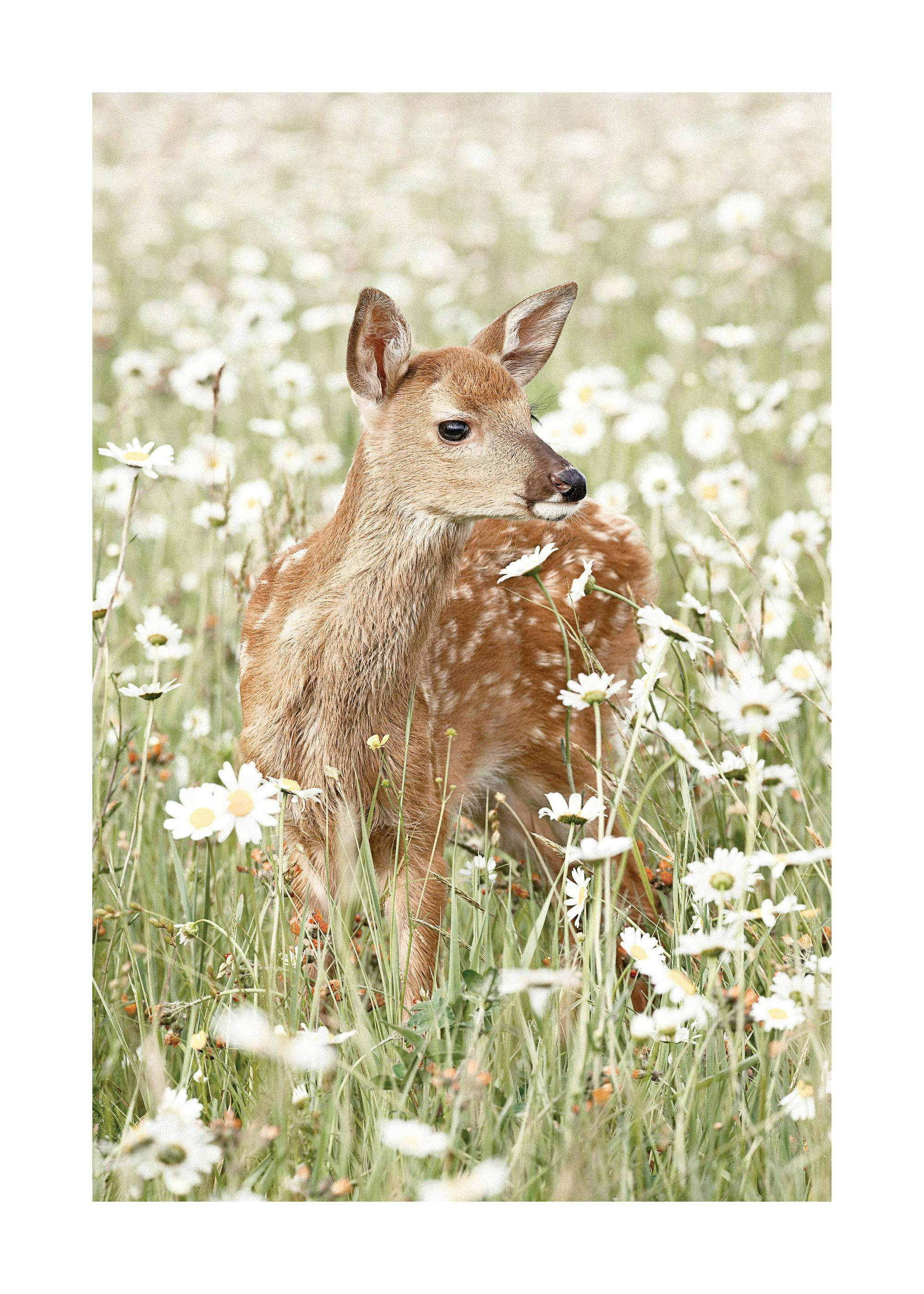 A poster featuring a brown fawn with white spots standing in a field of white daisy flowers.