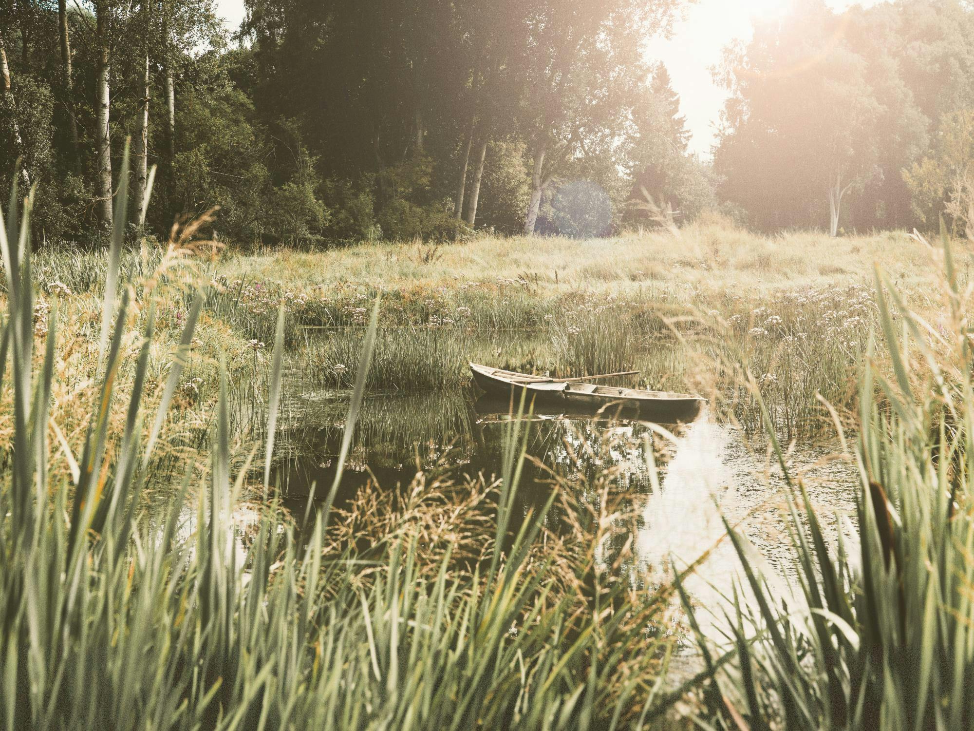 Poster dune barque en bois flottant sur un étang entouré dherbes hautes et darbres, avec un lever de soleil.