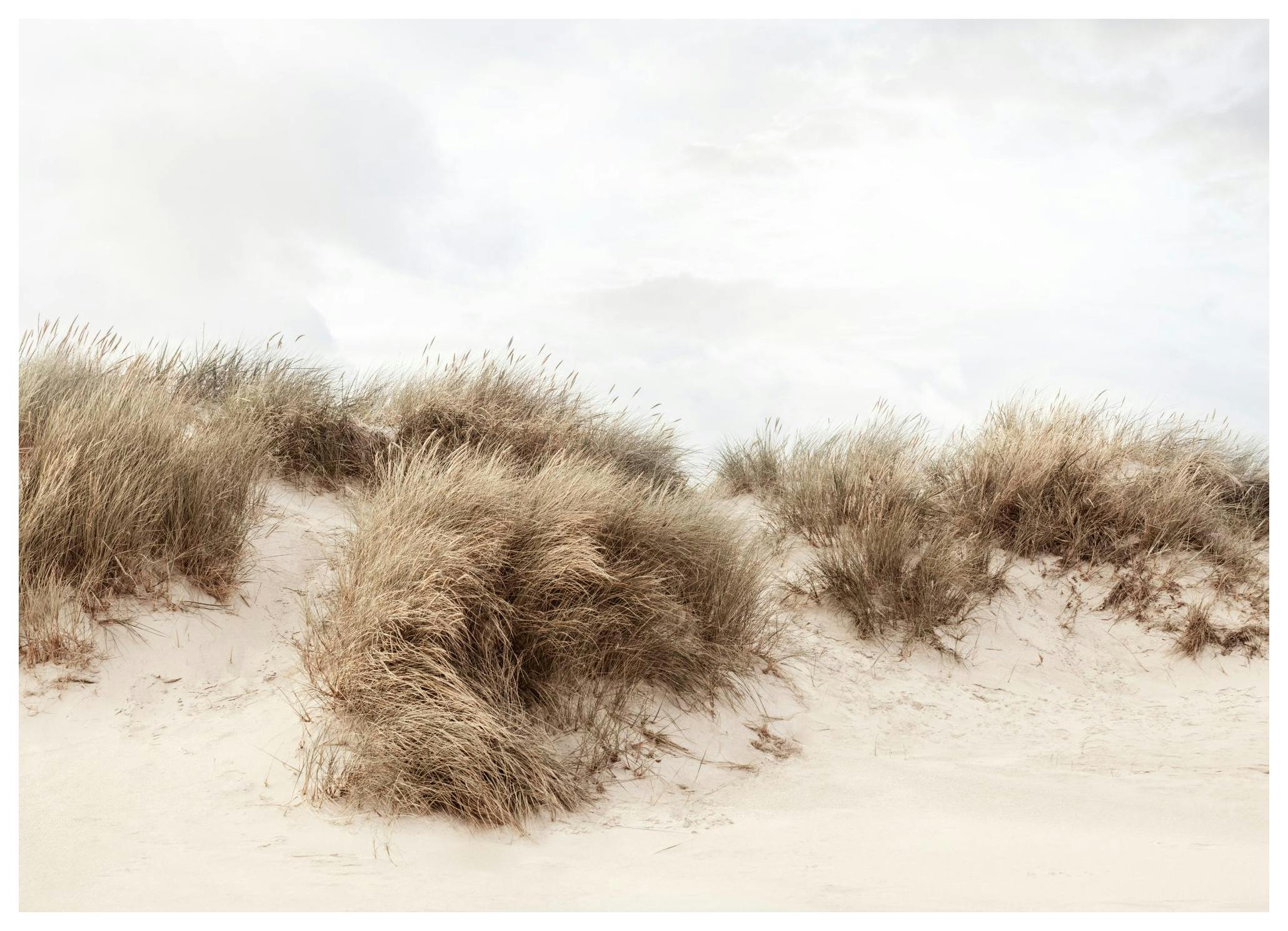 Wydmy Trawiaste Plakat (50x70 cm) - Poster Store