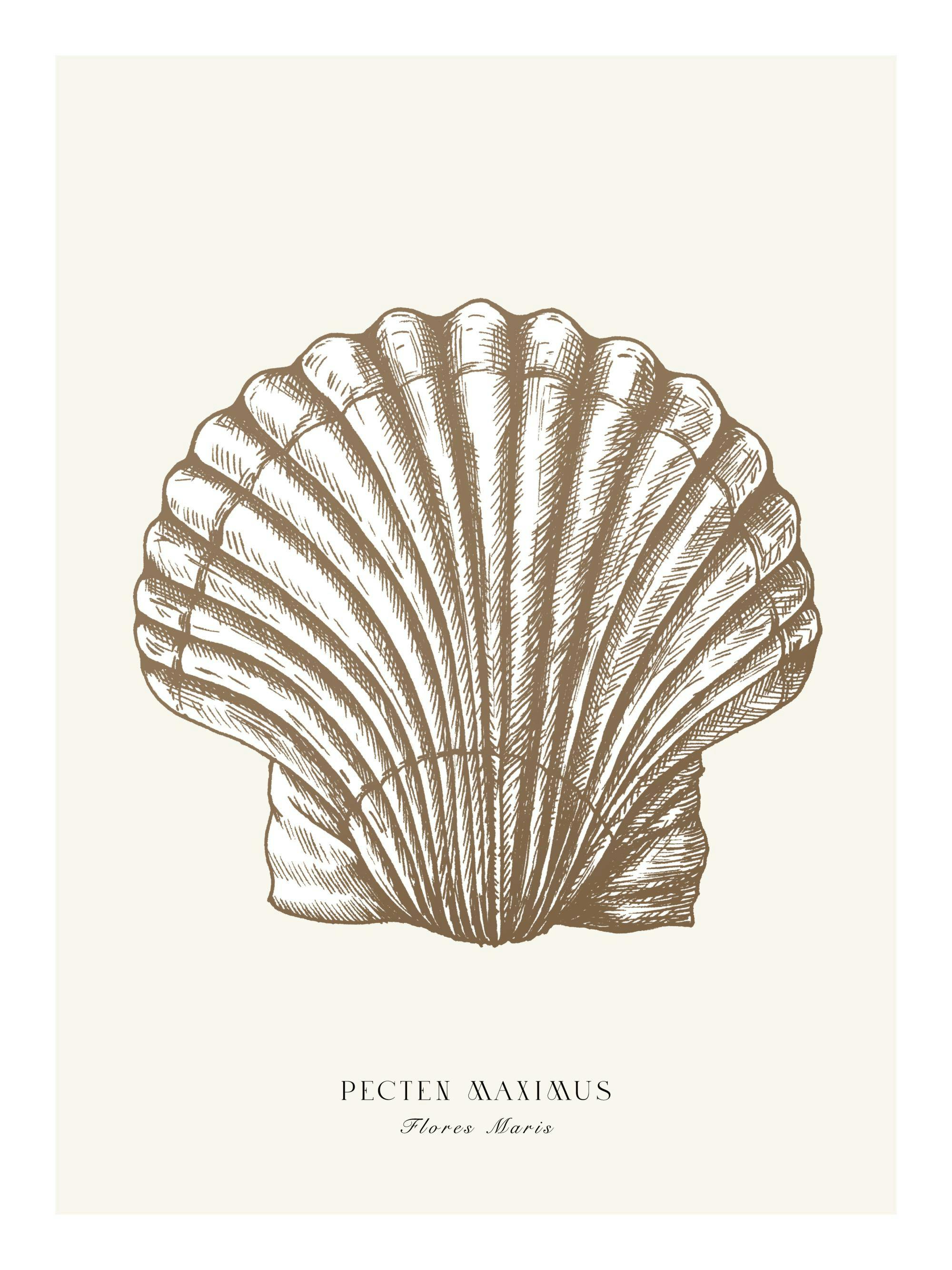 Poster cu o ilustrație detaliată a unei scoici Pecten Maximus maro pe un fundal bej deschis.