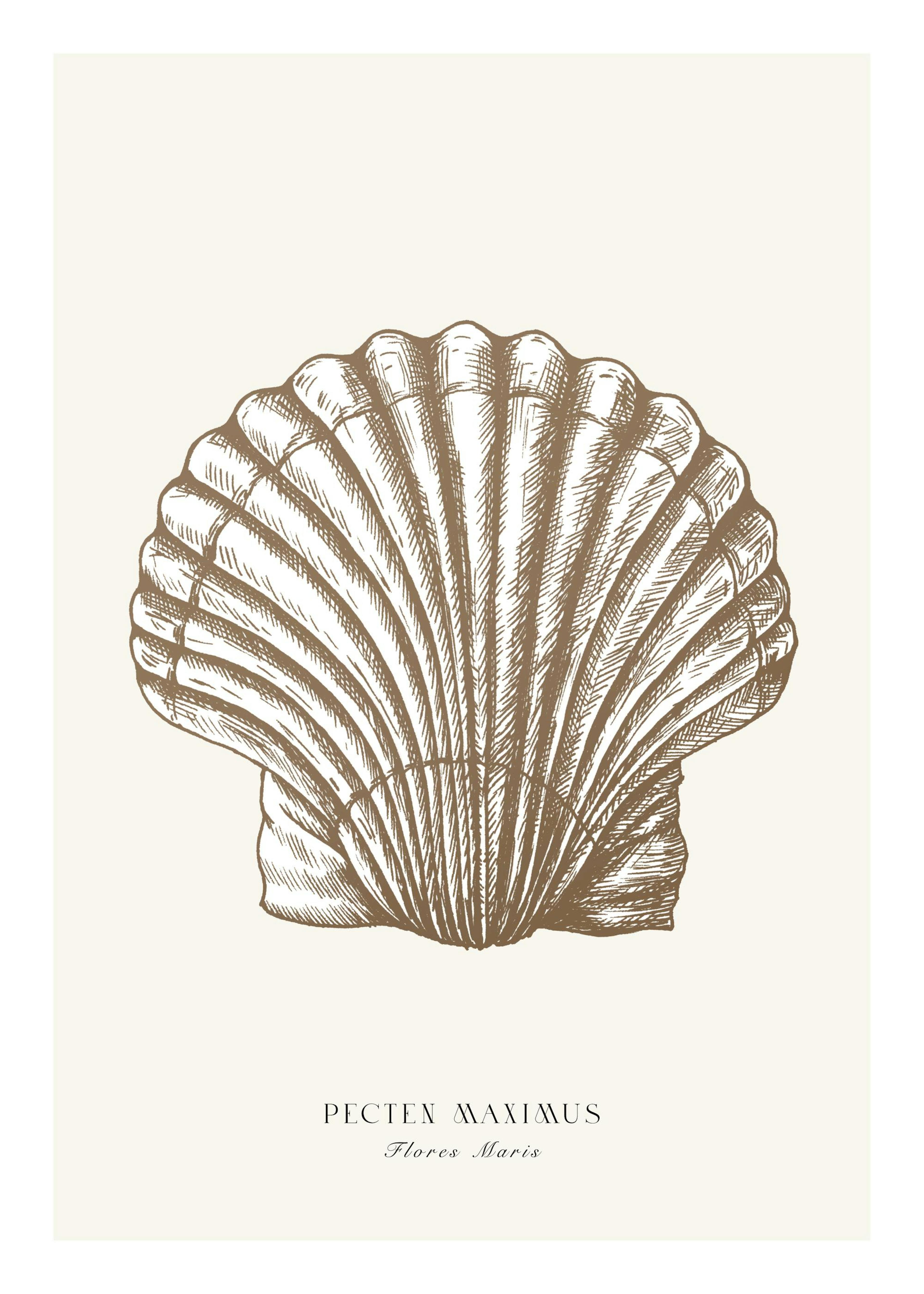 Great Scallop Poster 0