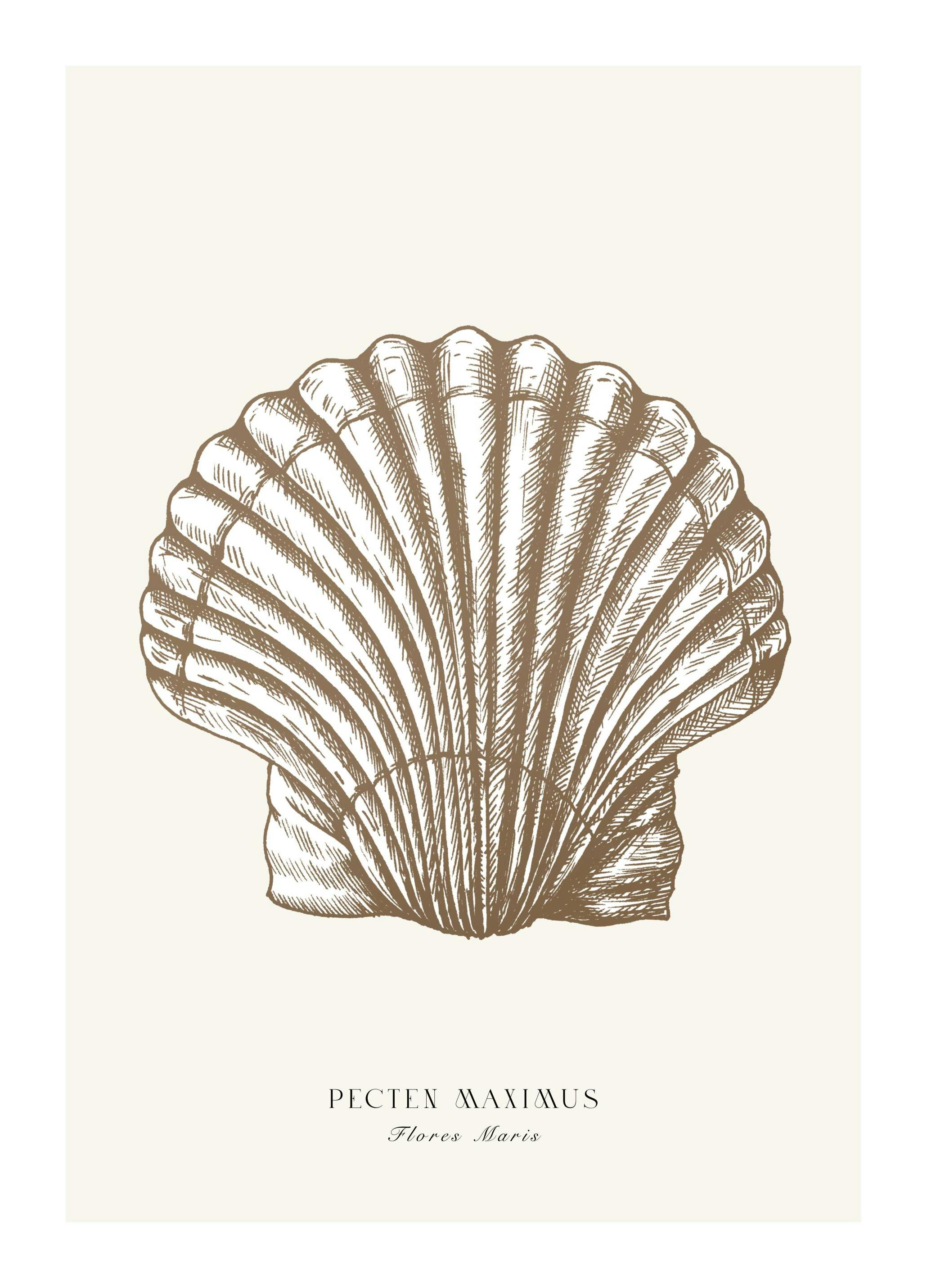 Prachtige Sint-Jakobsschelp Poster (50x70 cm) - Poster Store