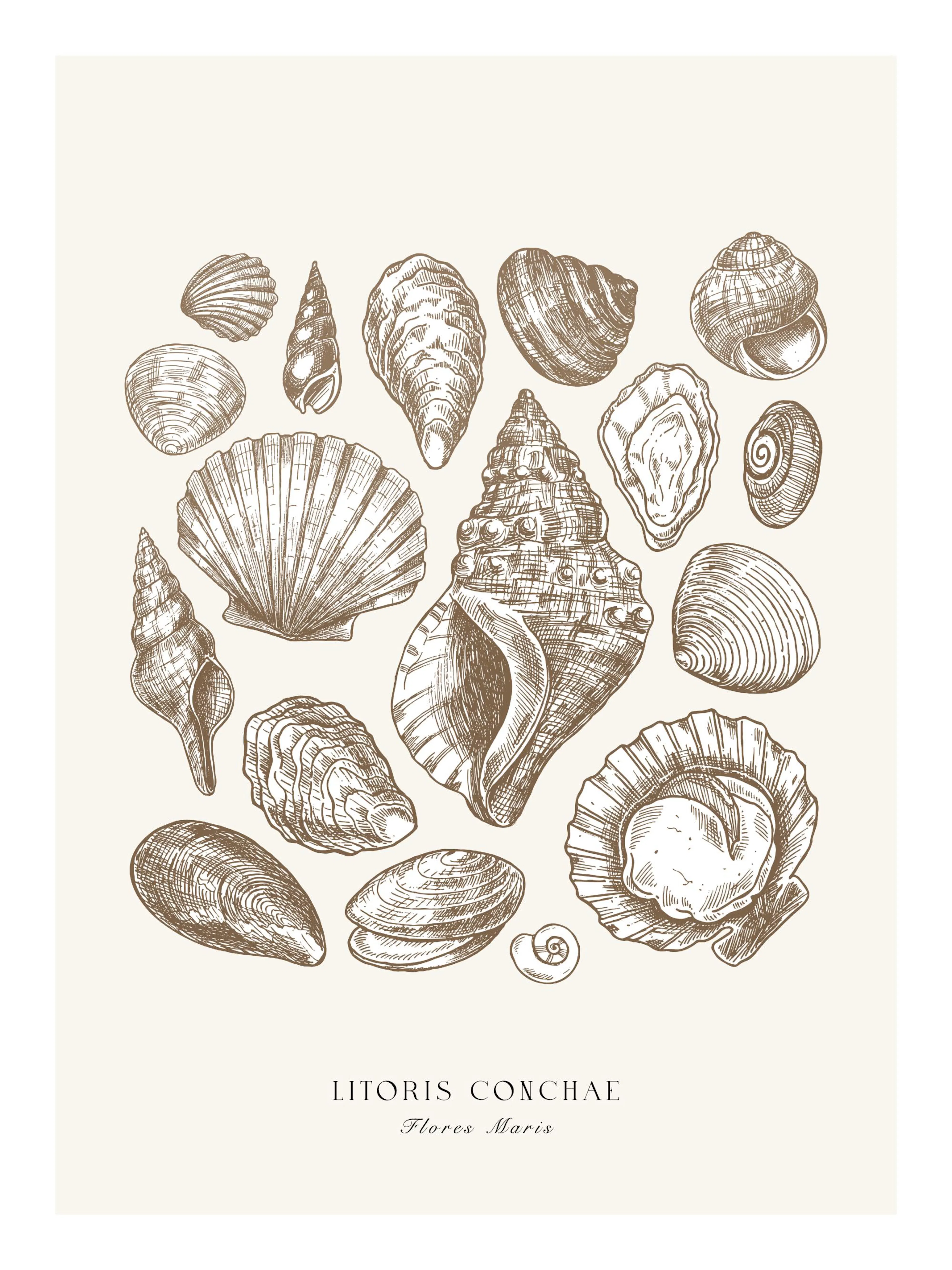 Poster mit detaillierten Vintage-Illustrationen verschiedener Muscheln und Schneckenhäuser in Erdtönen auf hellem Hintergrund.