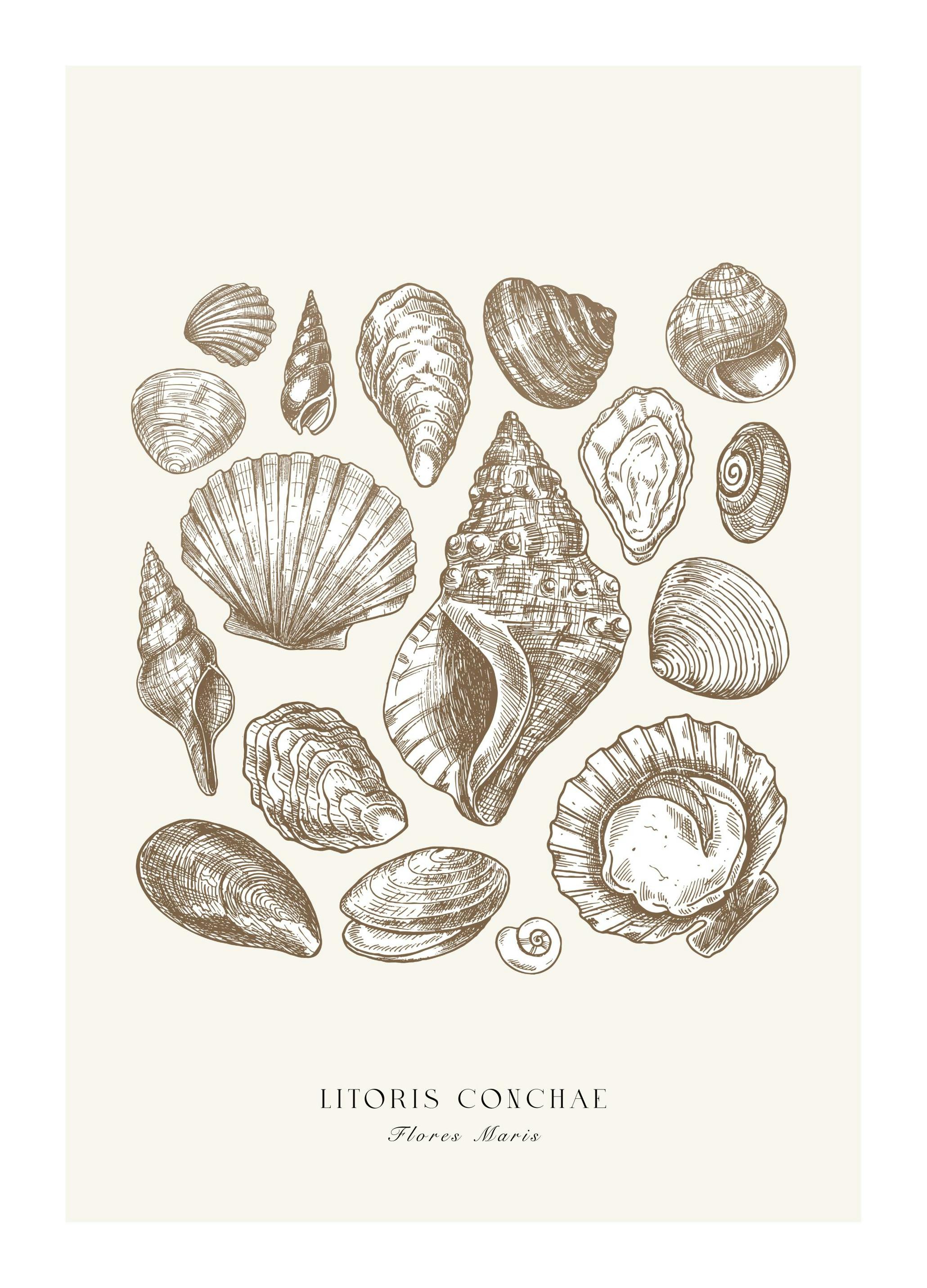 Coquillages de Plage Poster (30x40 cm) - Poster Store