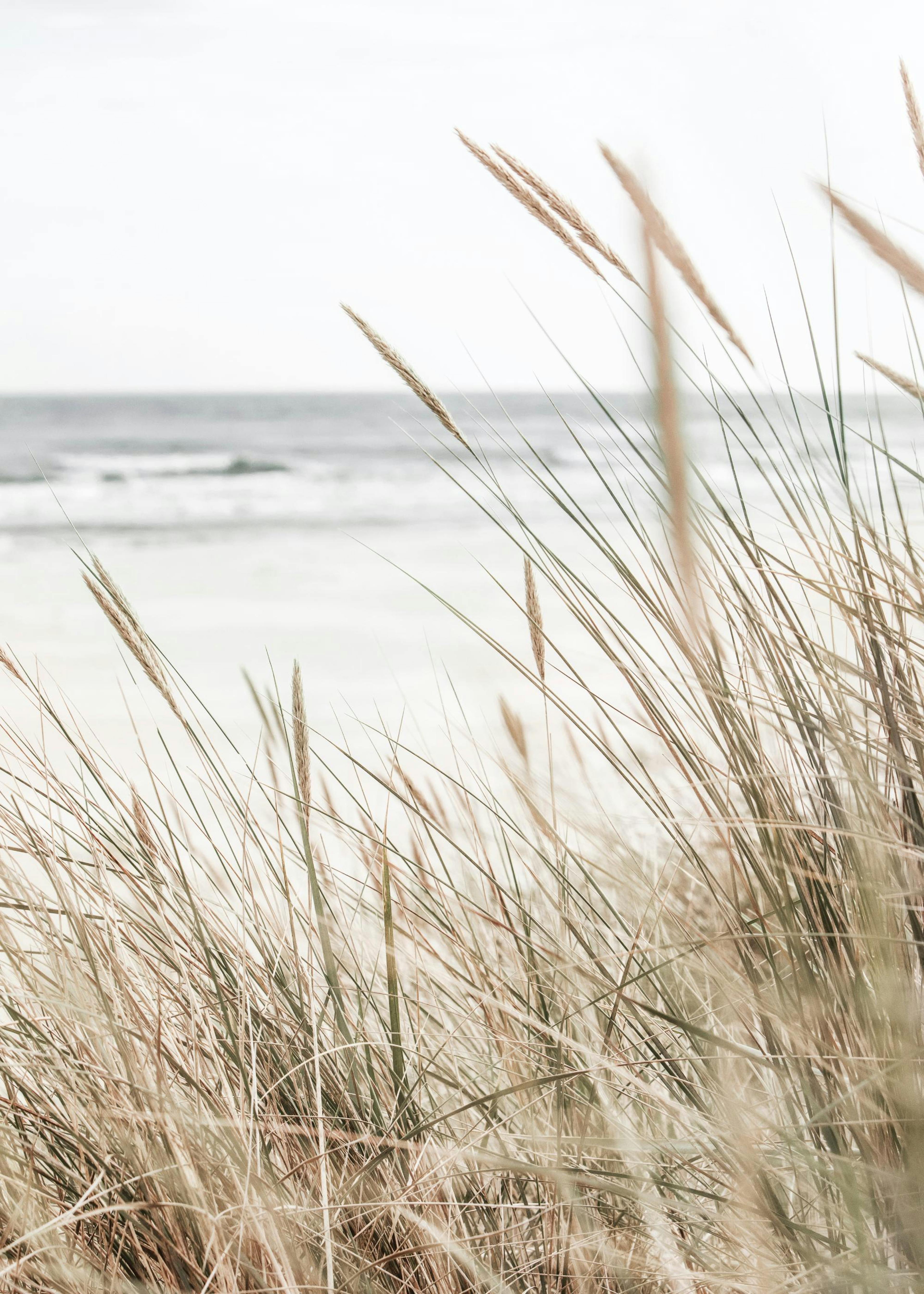 Strandriet Poster 0