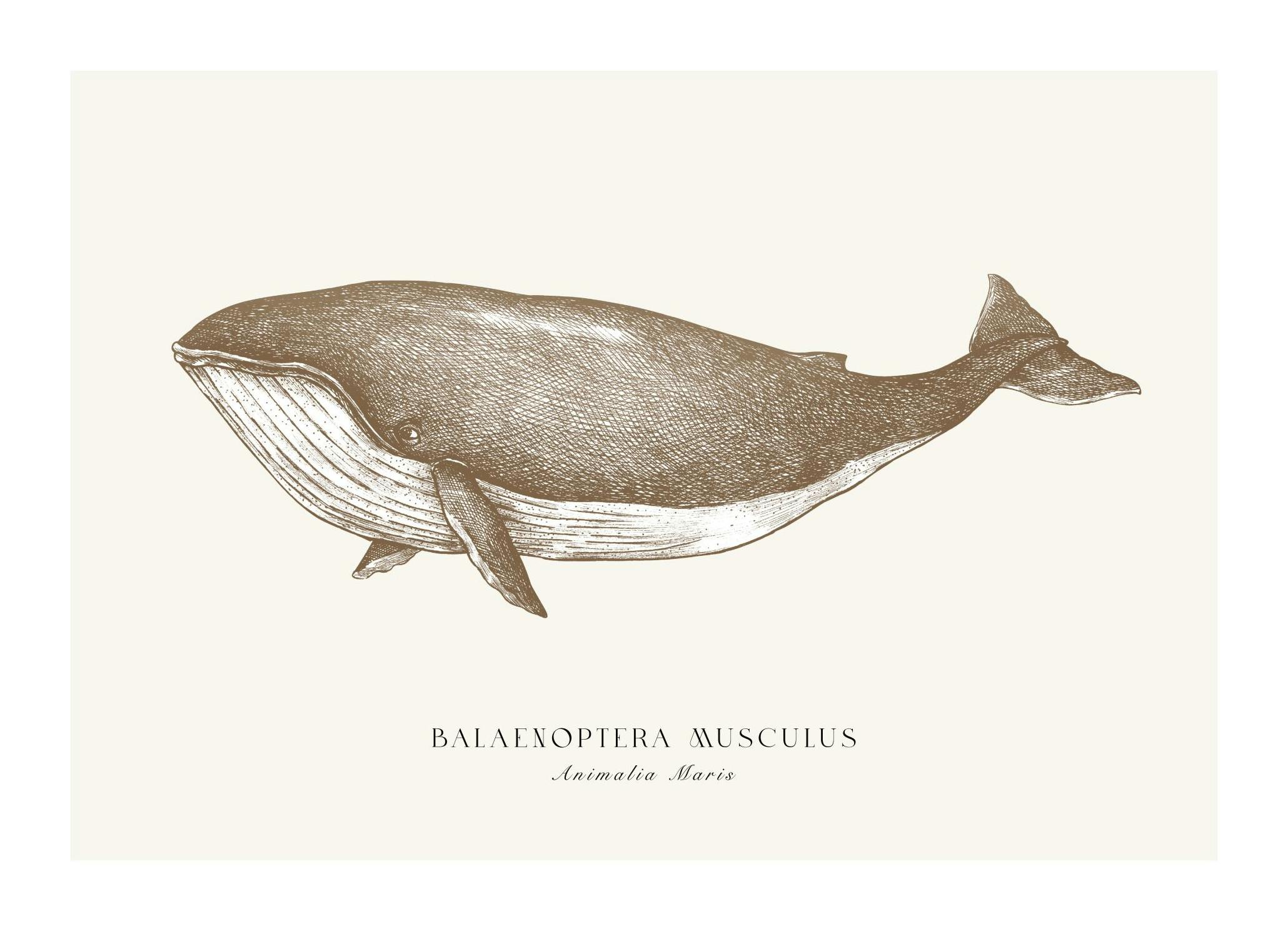 Baleine Bleue Poster (30x40 cm) - Poster Store