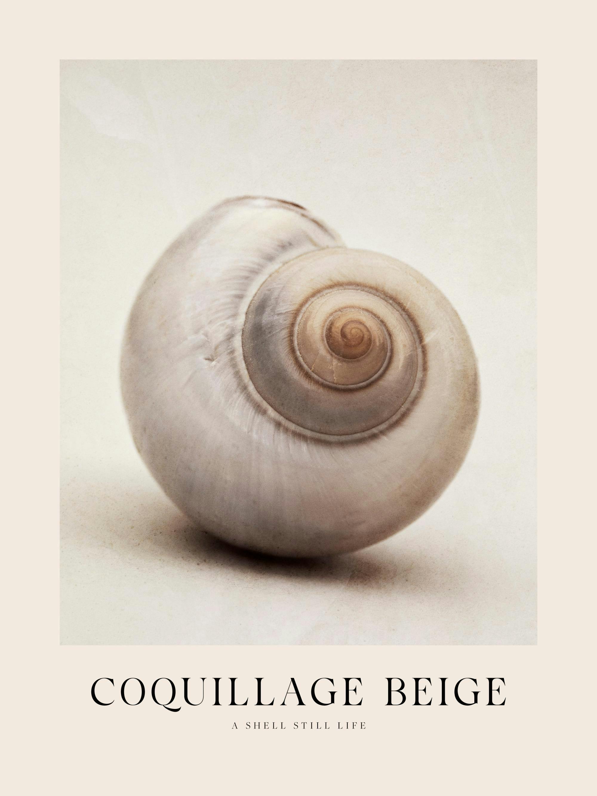 Poster conchiglia beige in stile still life, con spirale centrale e dettagli naturali. Ideale per decorare la casa.