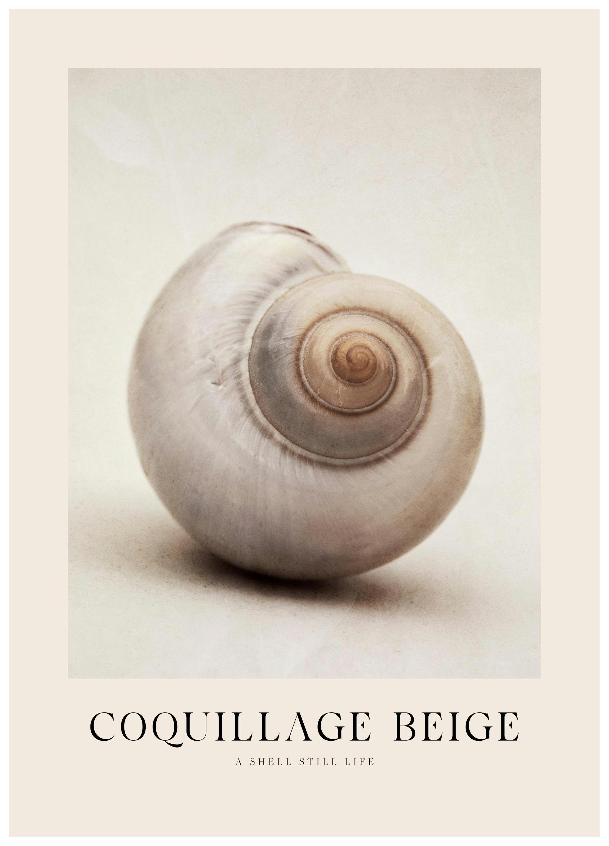 Beige Coquillage Poster (50x70 cm) - Poster Store