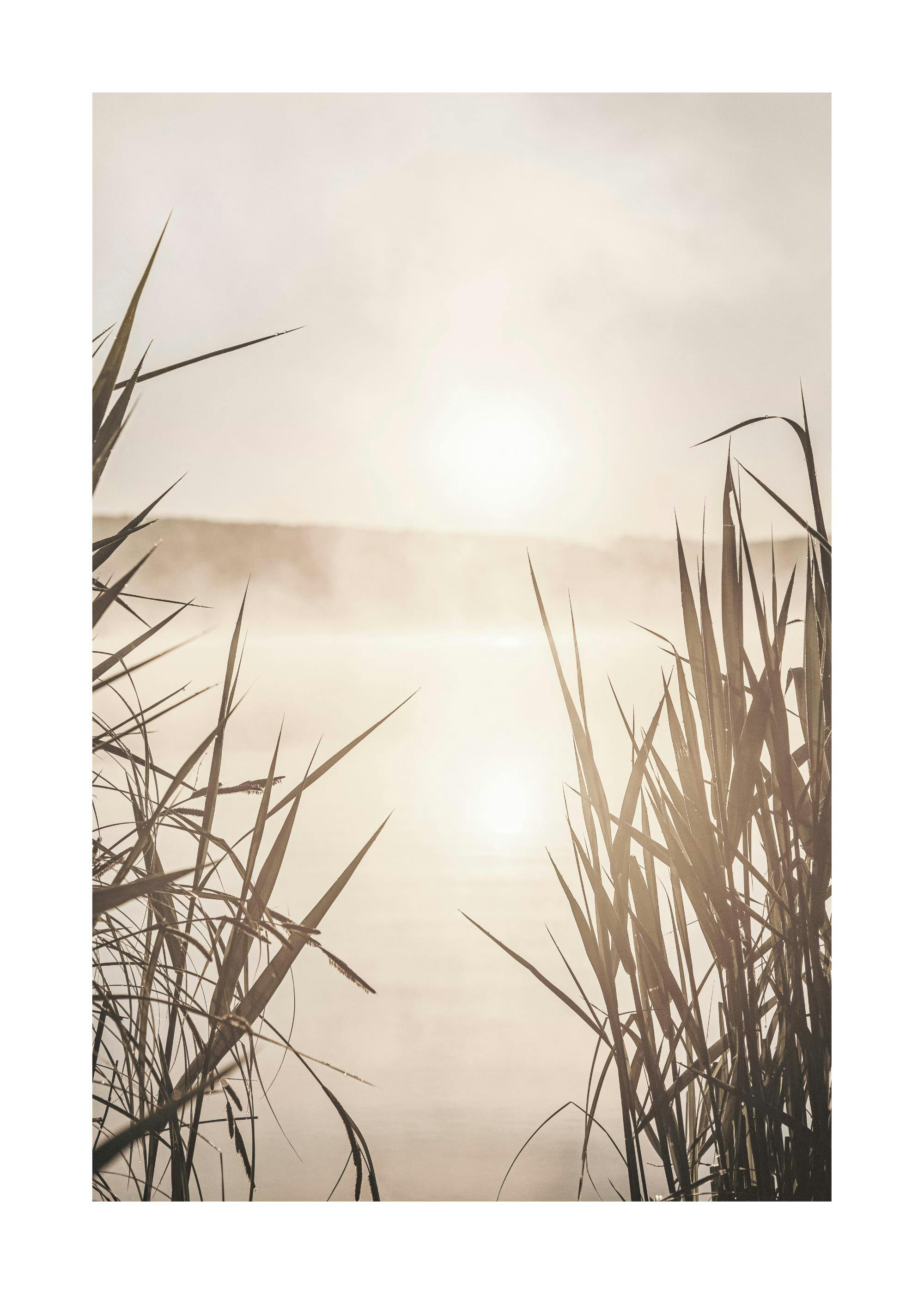 Poster: Schilf am See mit Morgennebel und Sonnenreflexion im warmen Sepia-Farbton.