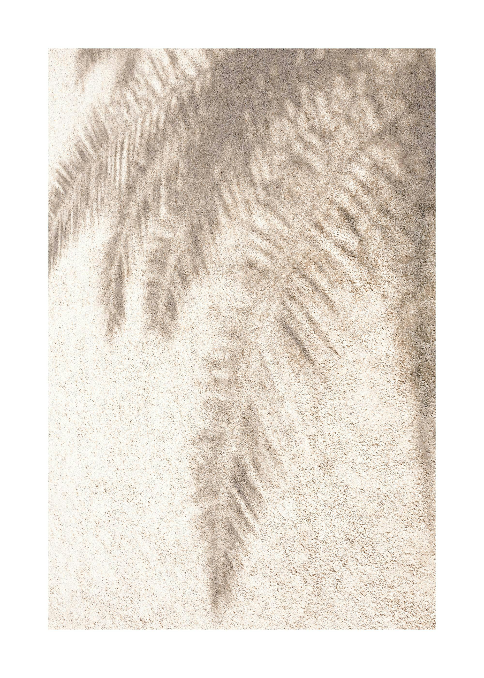 ベージュ色の壁にヤシの葉の影が映し出されたポスター。穏やかな自然の光が差し込む様子を捉えています。